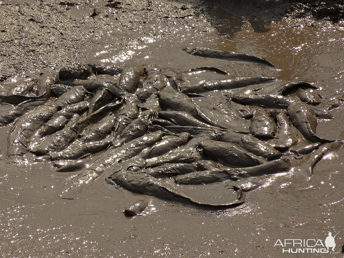 Catfishes - Zimbabwe October 2013