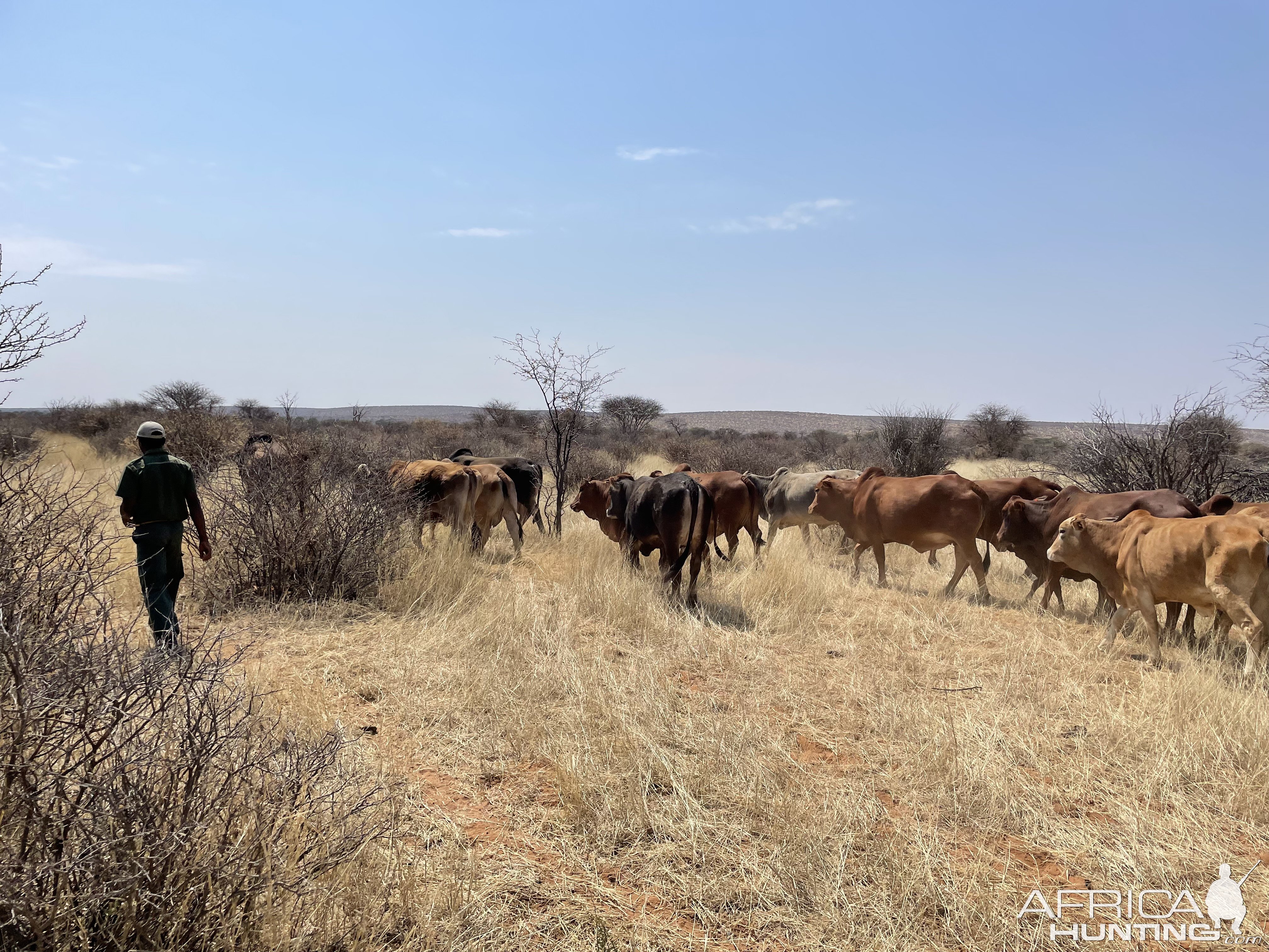 Cattle Namibia