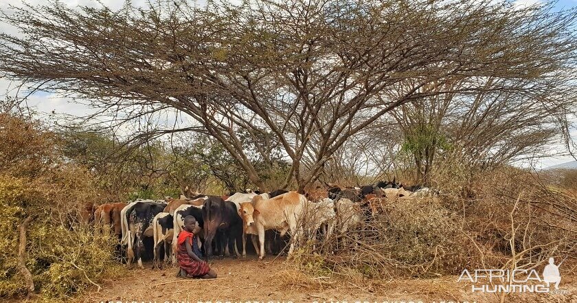 Cattle Tanzania