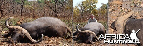 Central African Buffalo