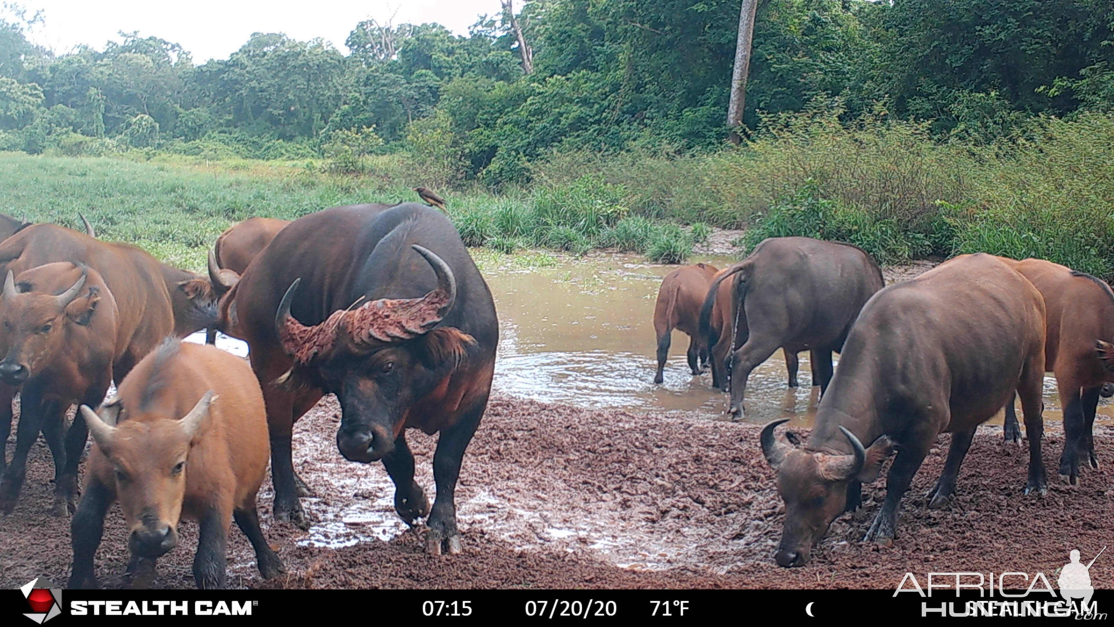 Central African Savanna Buffalo