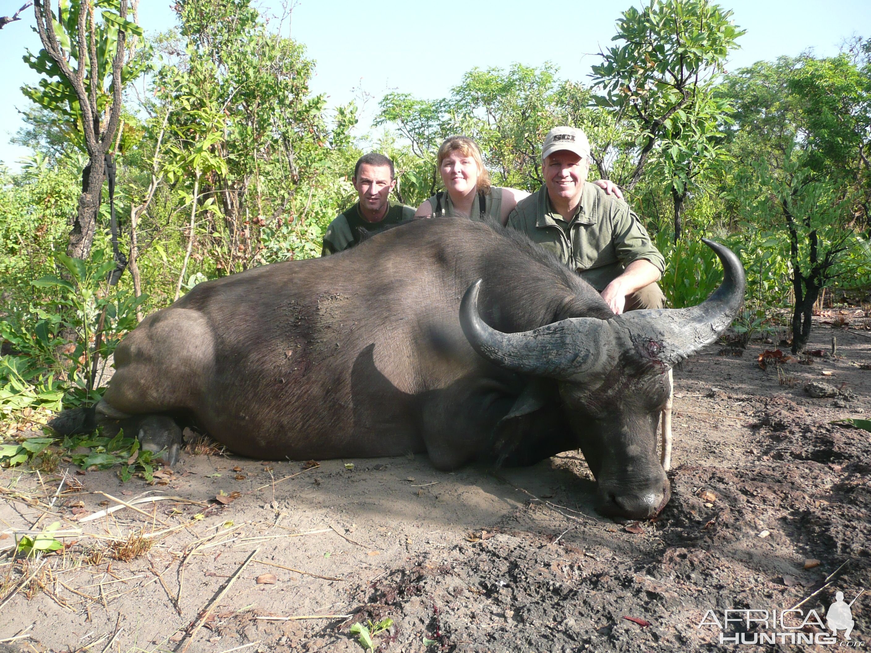 Central African Savannah Buffalo hunted in Central Africa with Club Faune