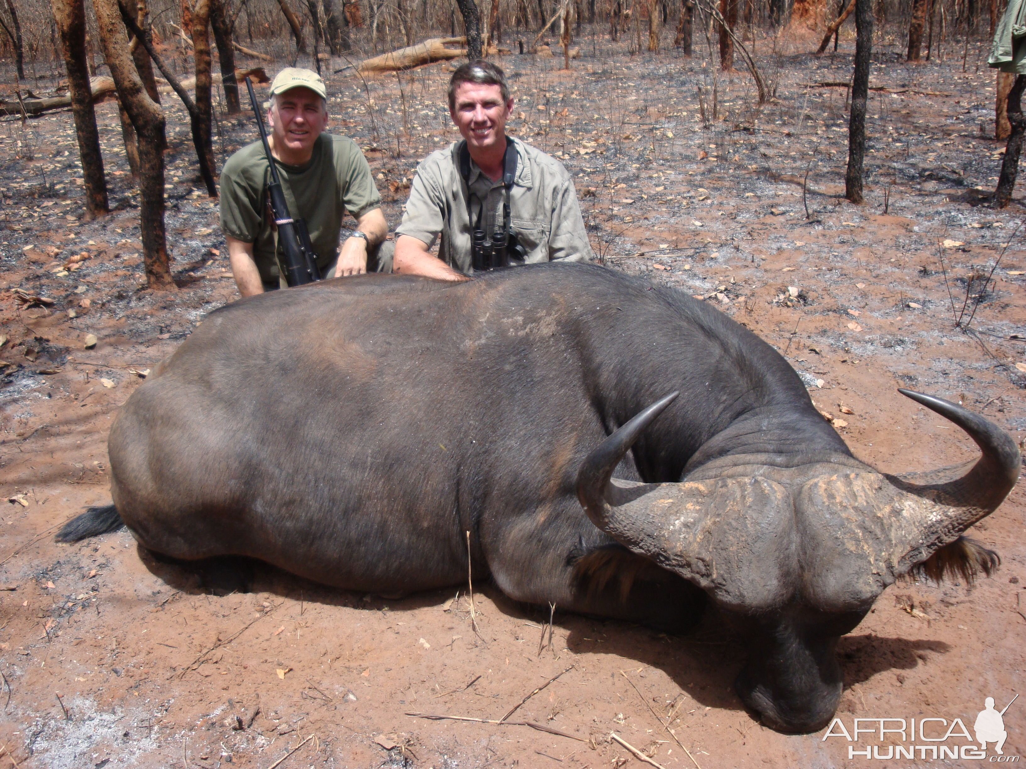 Central African Savannah Buffalo hunted in Central Africa with Club Faune