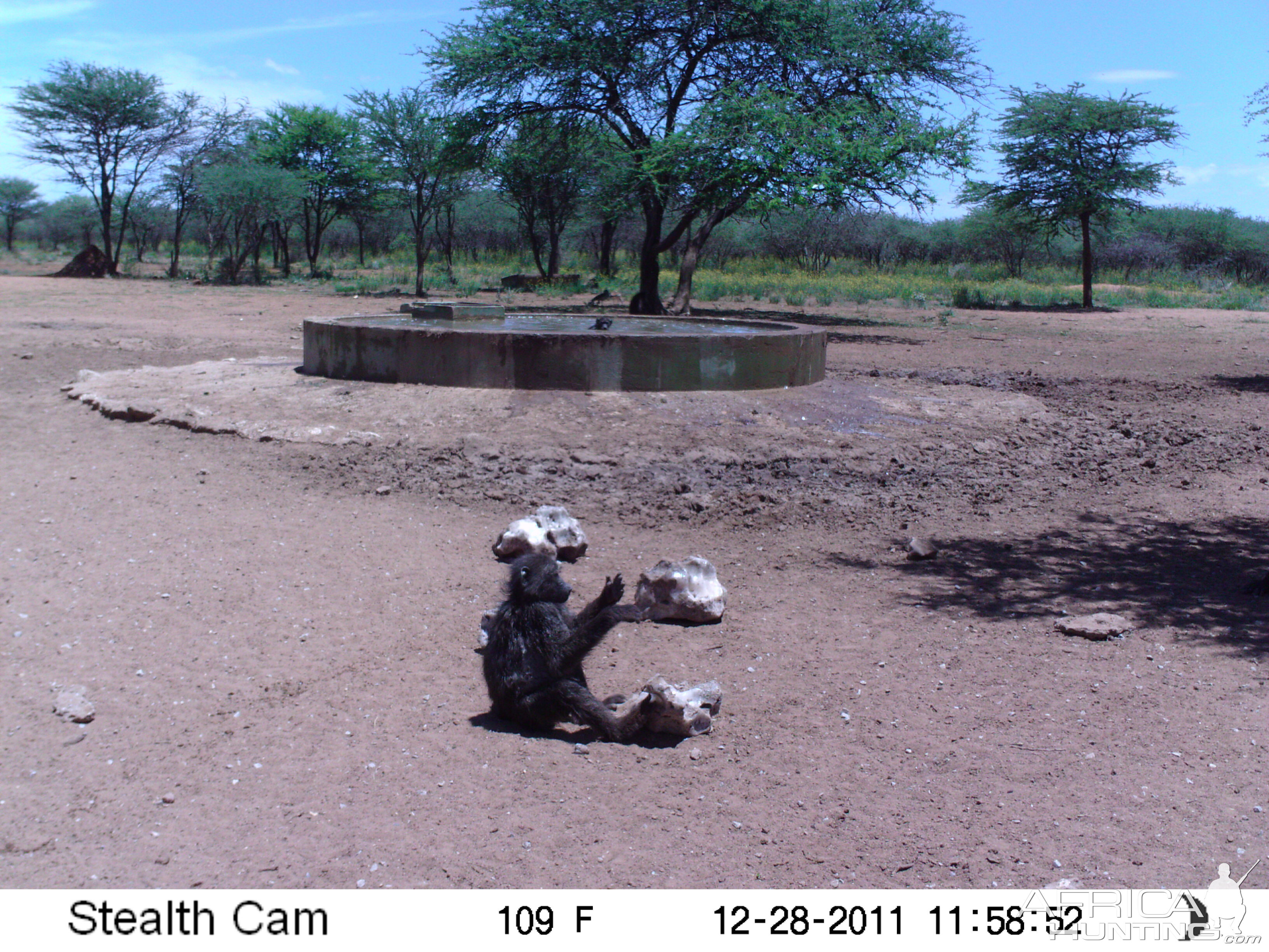Chacma Baboon Trail Camera Namibia