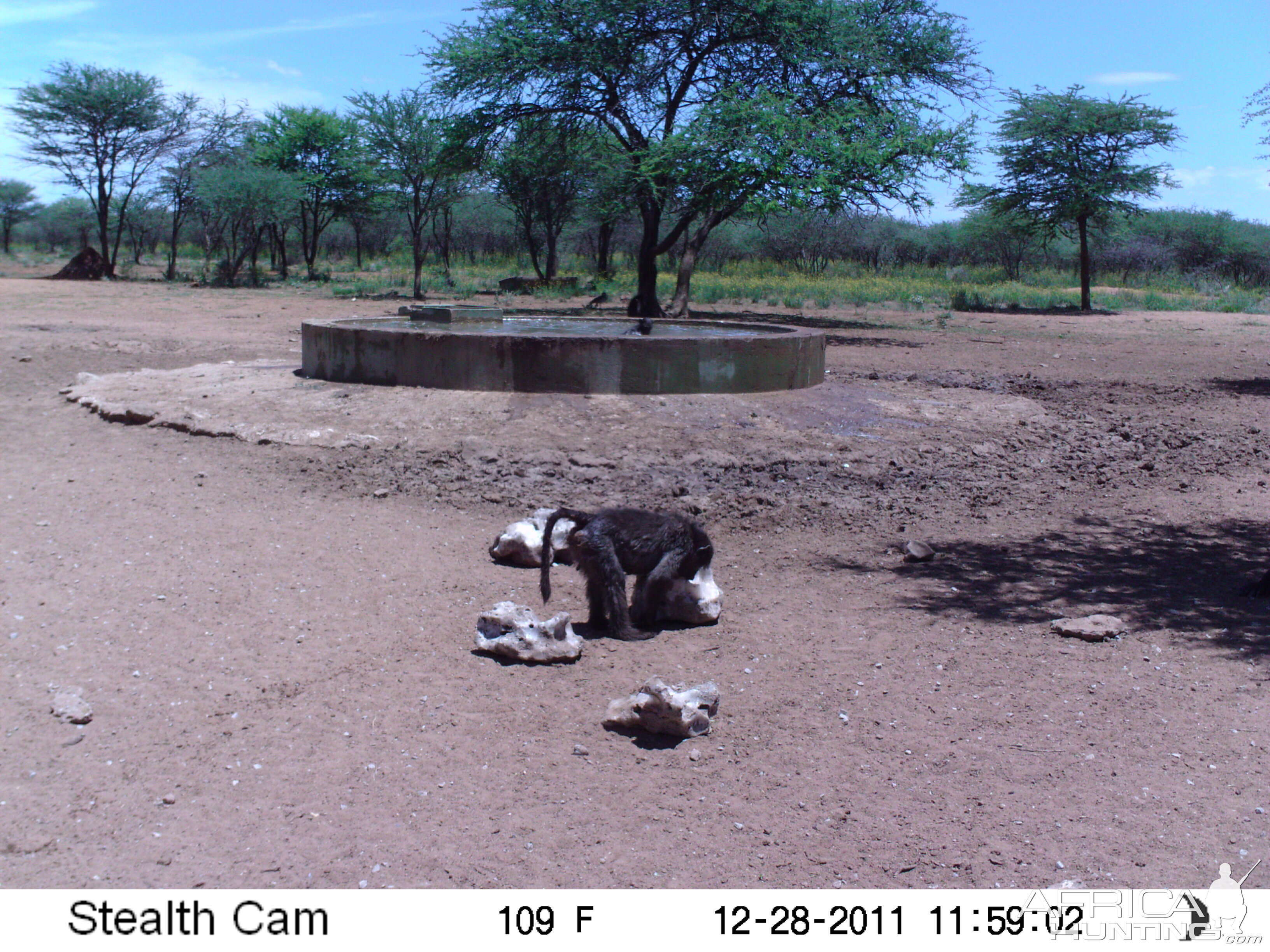 Chacma Baboon Trail Camera Namibia