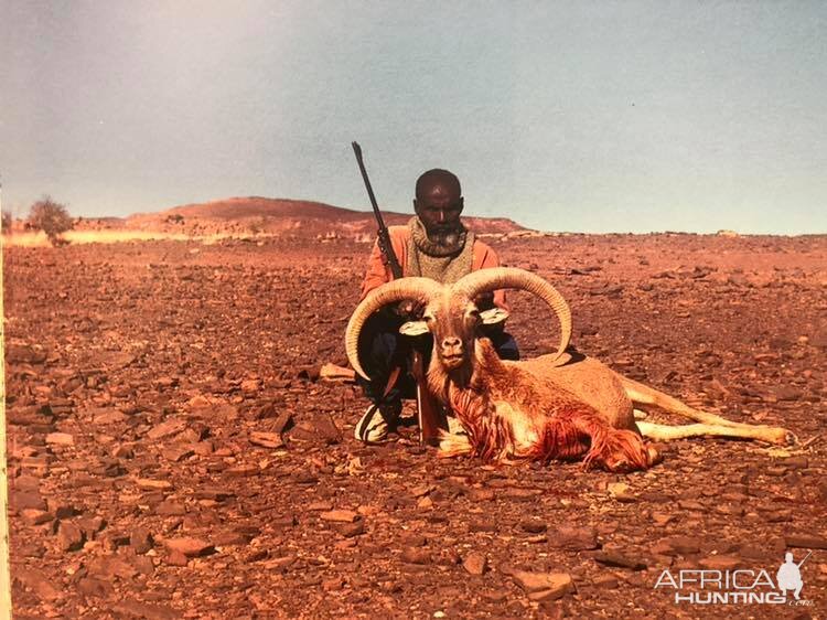 Chad native range real Aoudad hunt