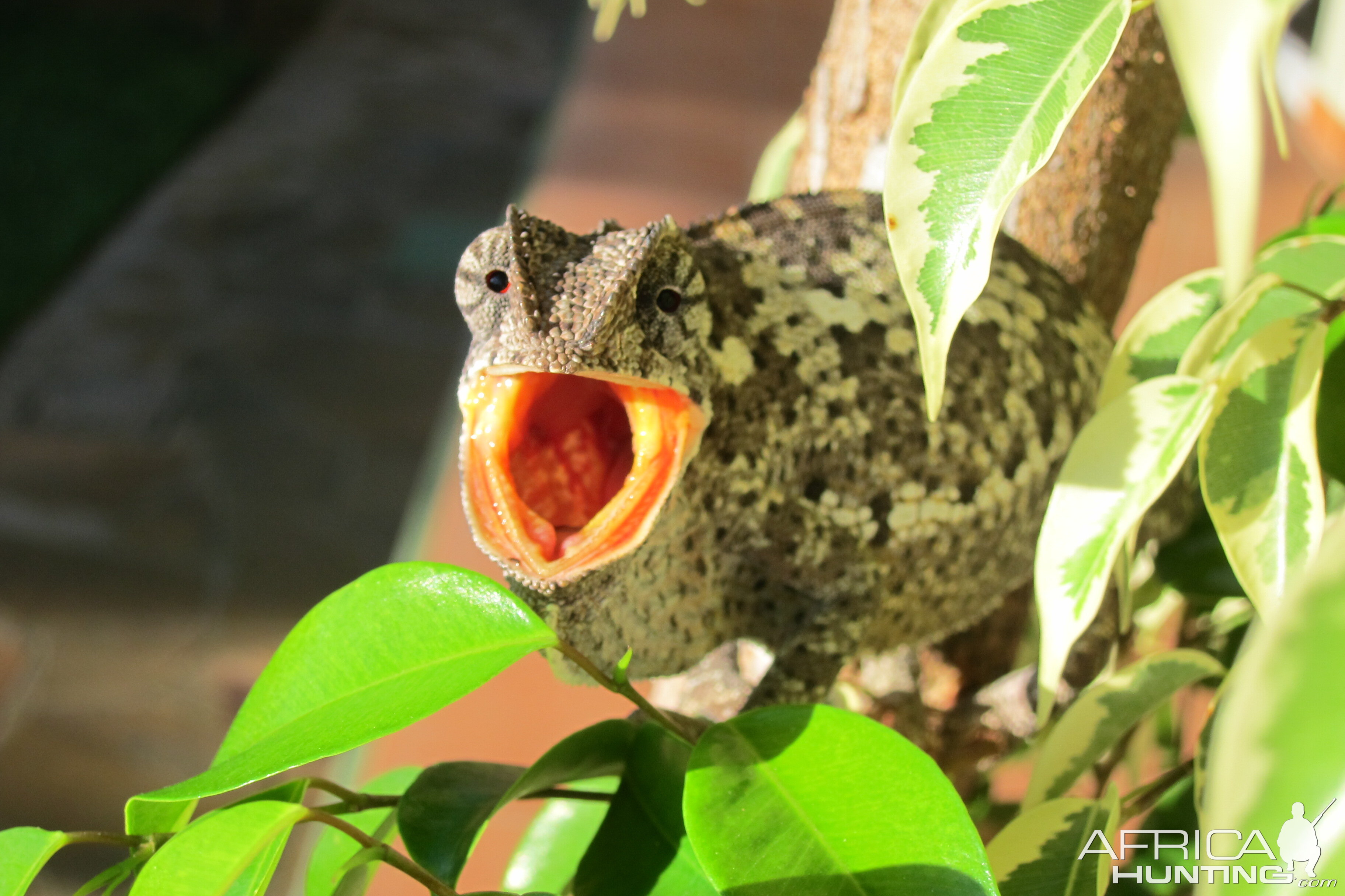 Chameleon Namibia