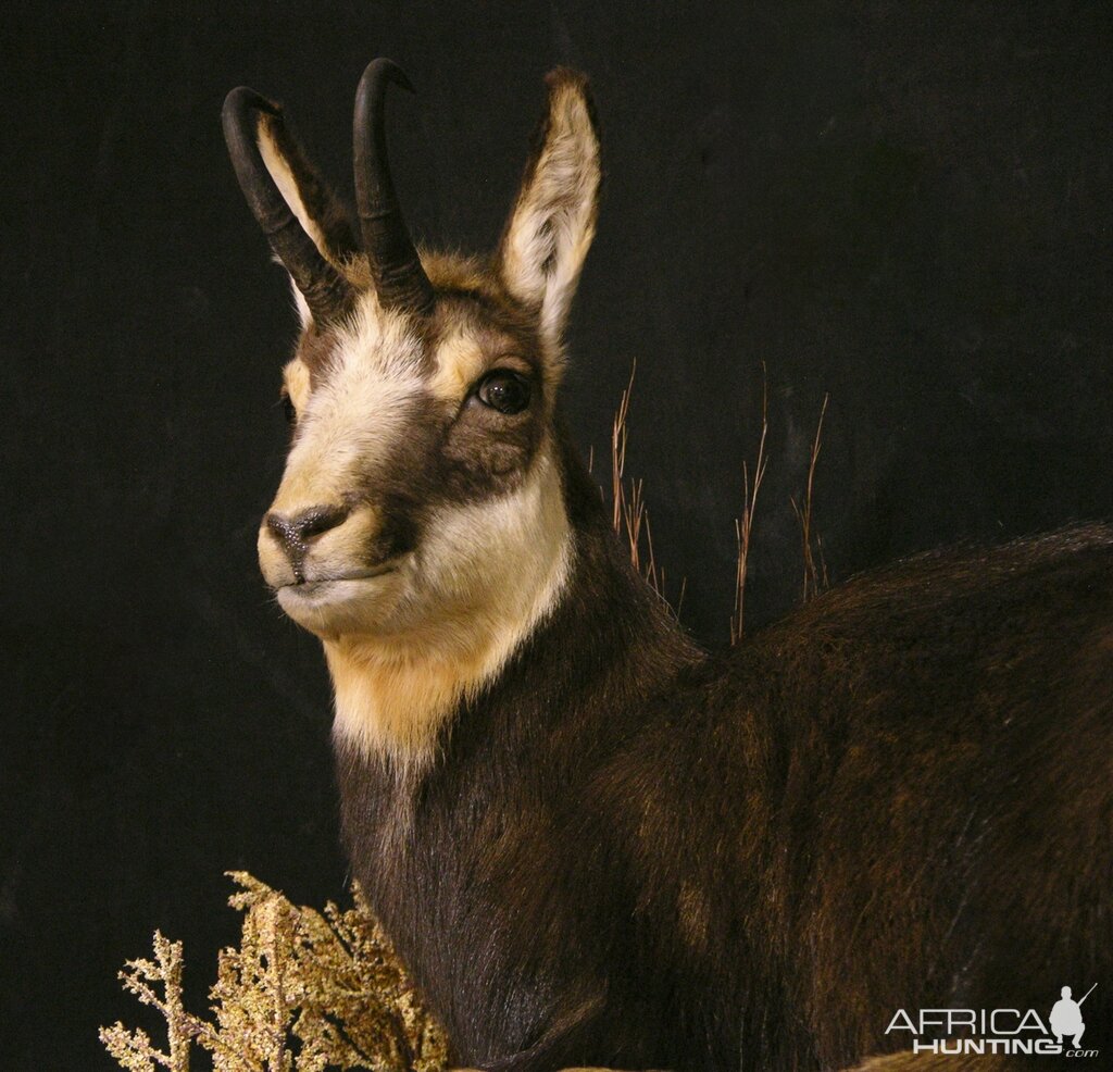 Chamois Full Mount Taxidermy