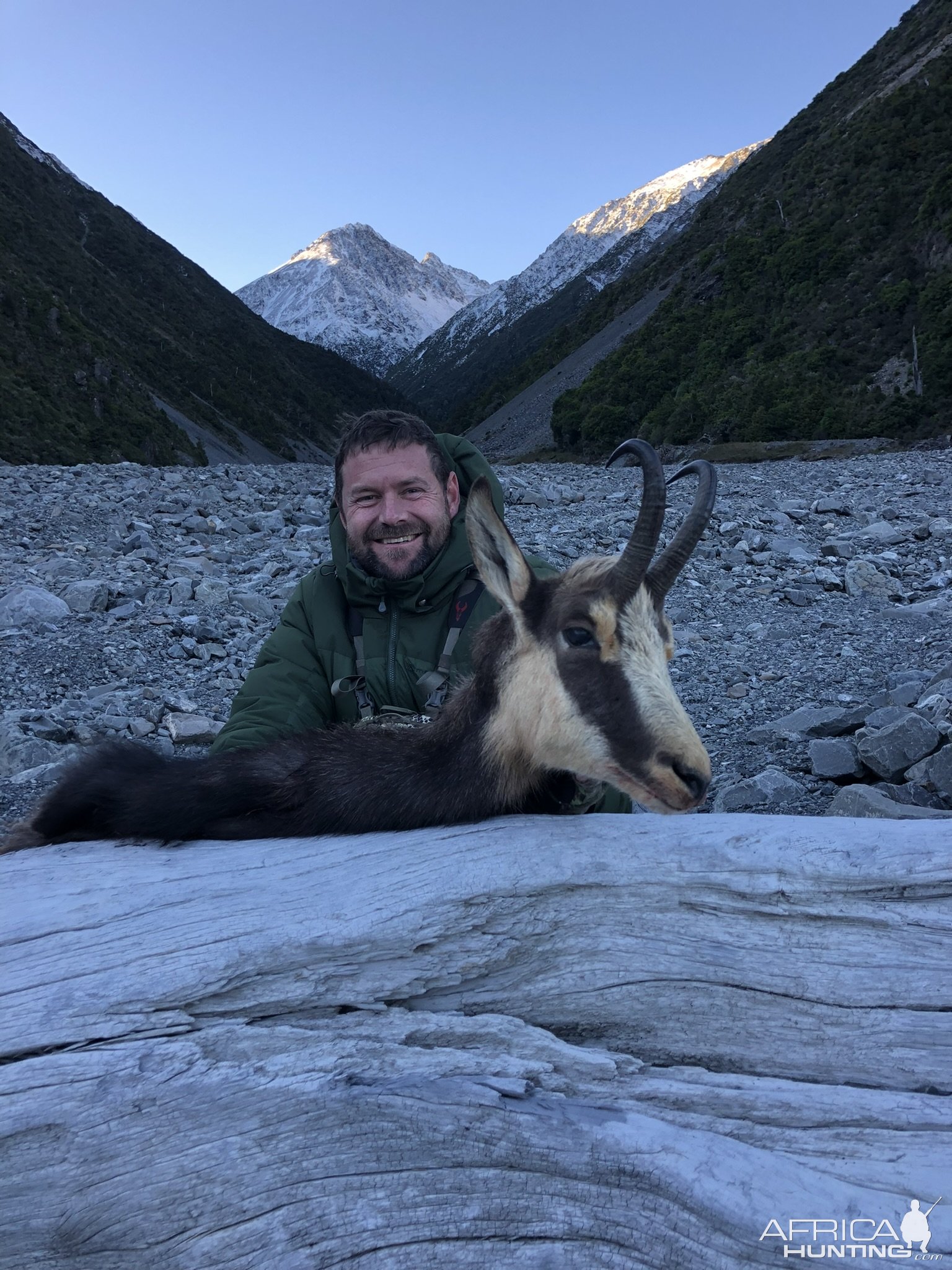 Chamois Hunt New Zealand