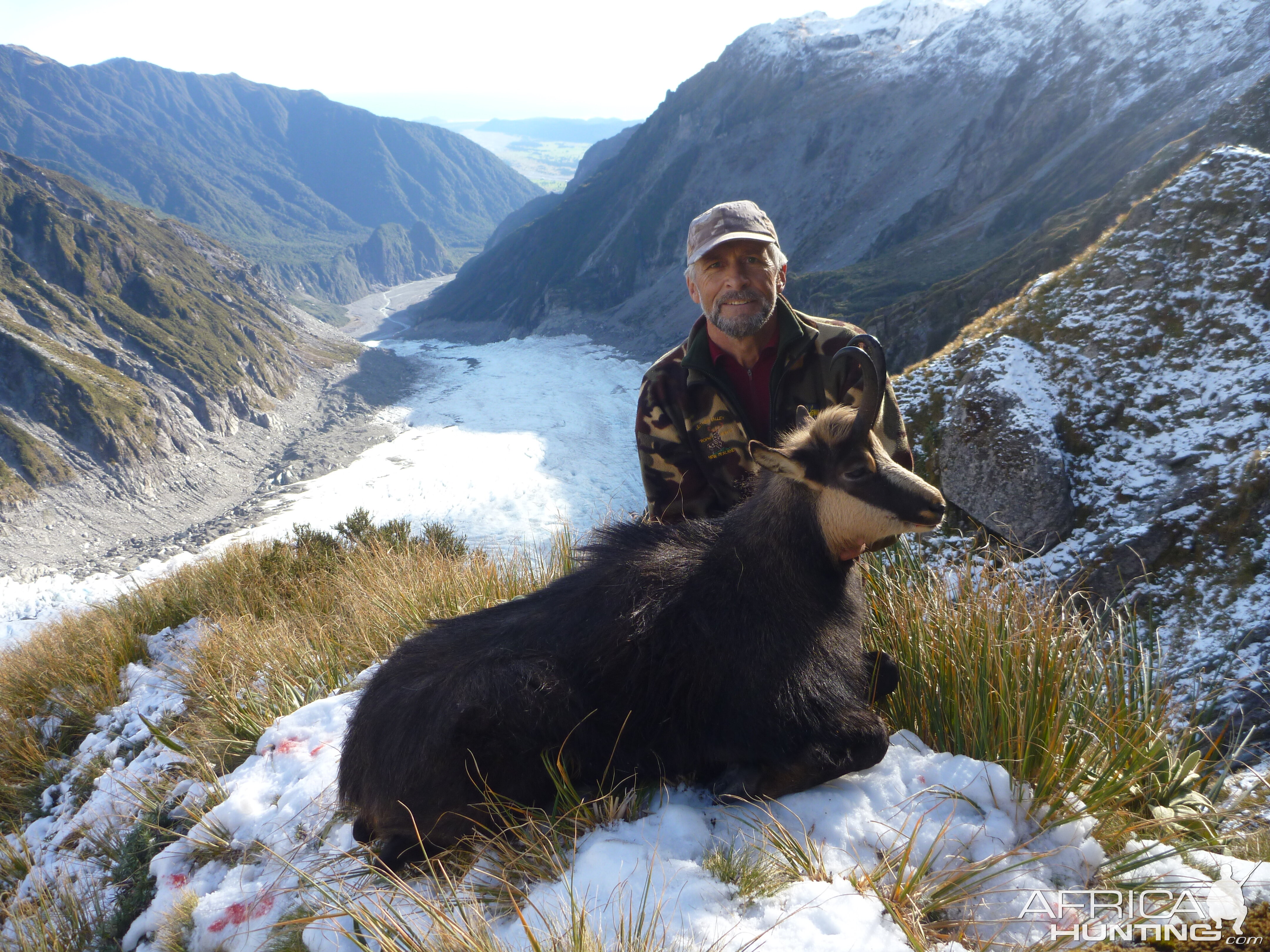 Chamois Hunt New Zealand