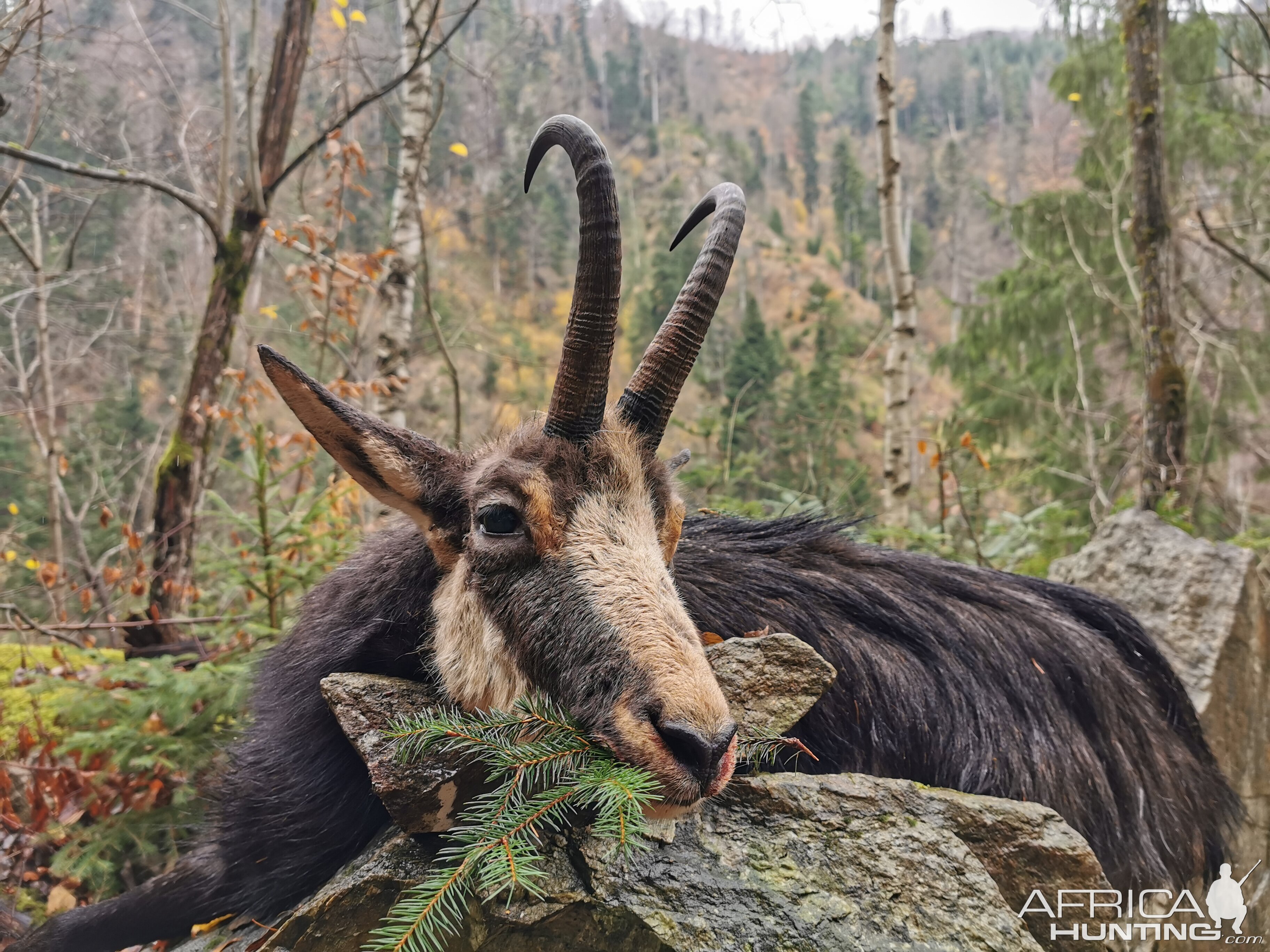 Chamois Hunting in Romania