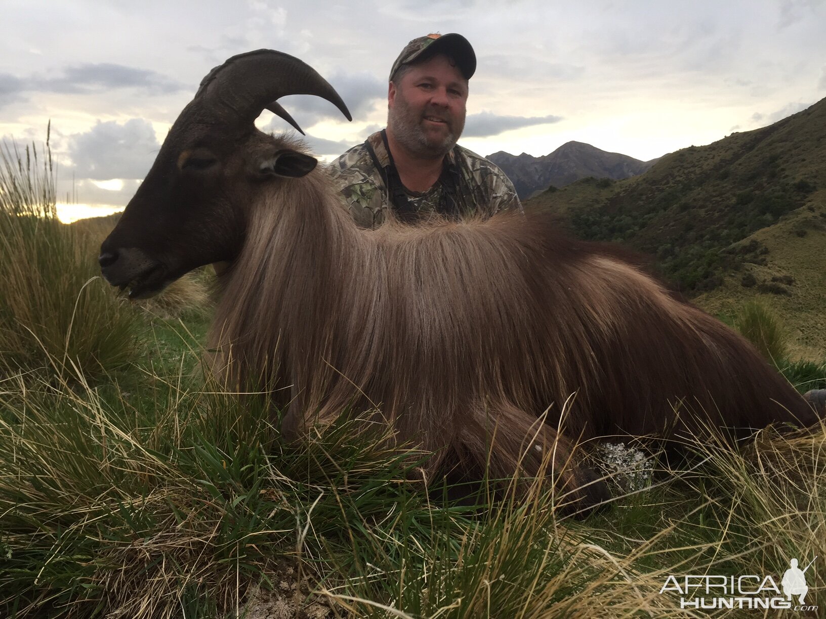 Chamois Hunting New Zealand