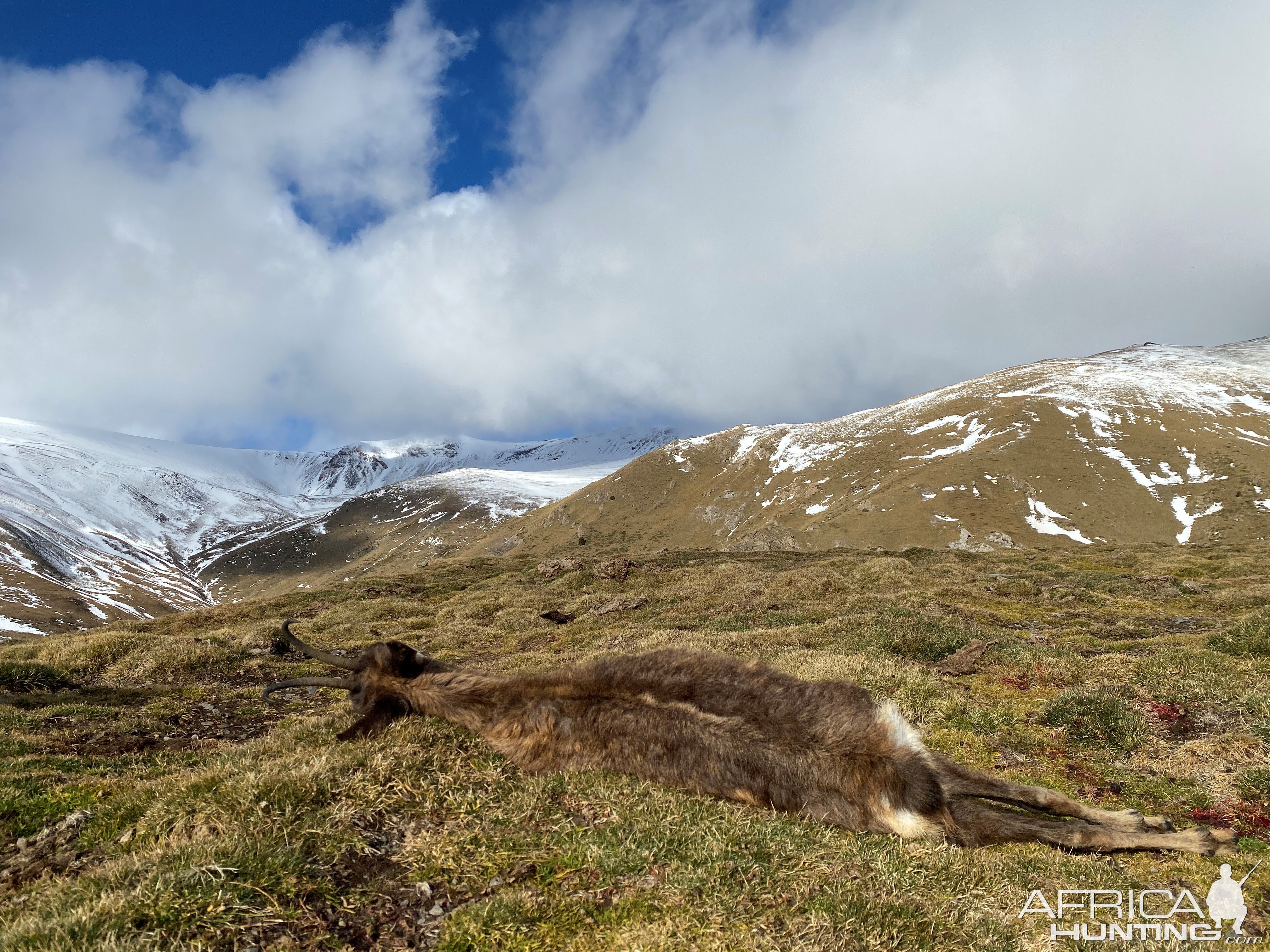 Chamois Hunting Pyrenees Mountains Spain