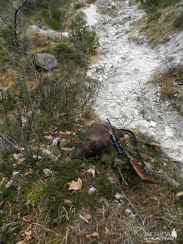 Chamois Slovenia Hunt