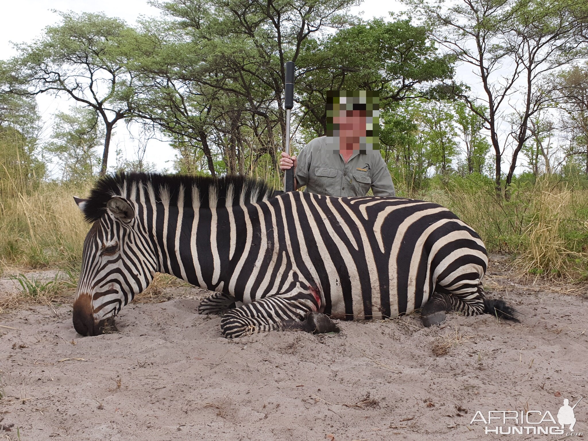 Chapman's Zebra Hunting Namibia
