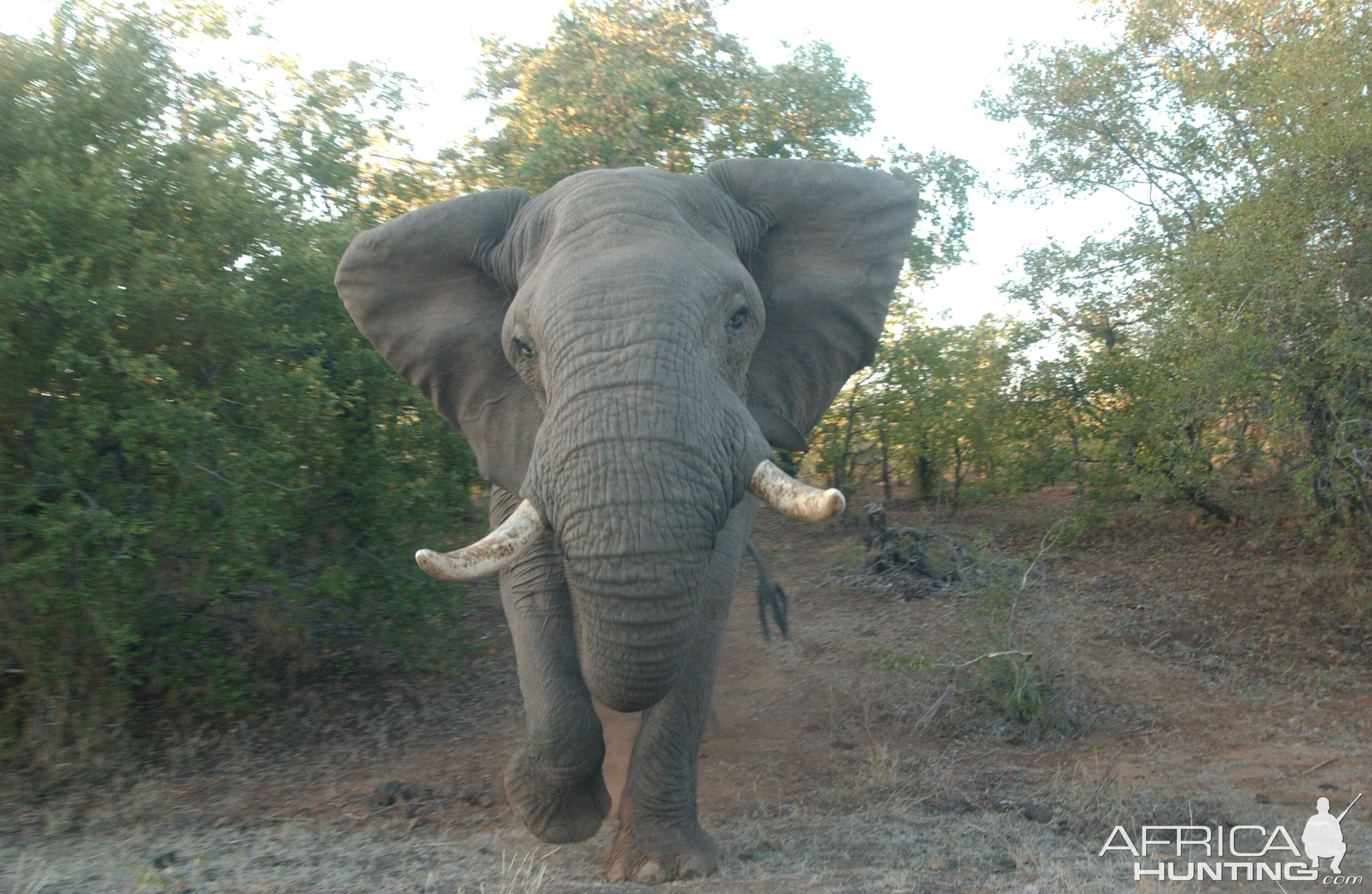 Charging Elephant!