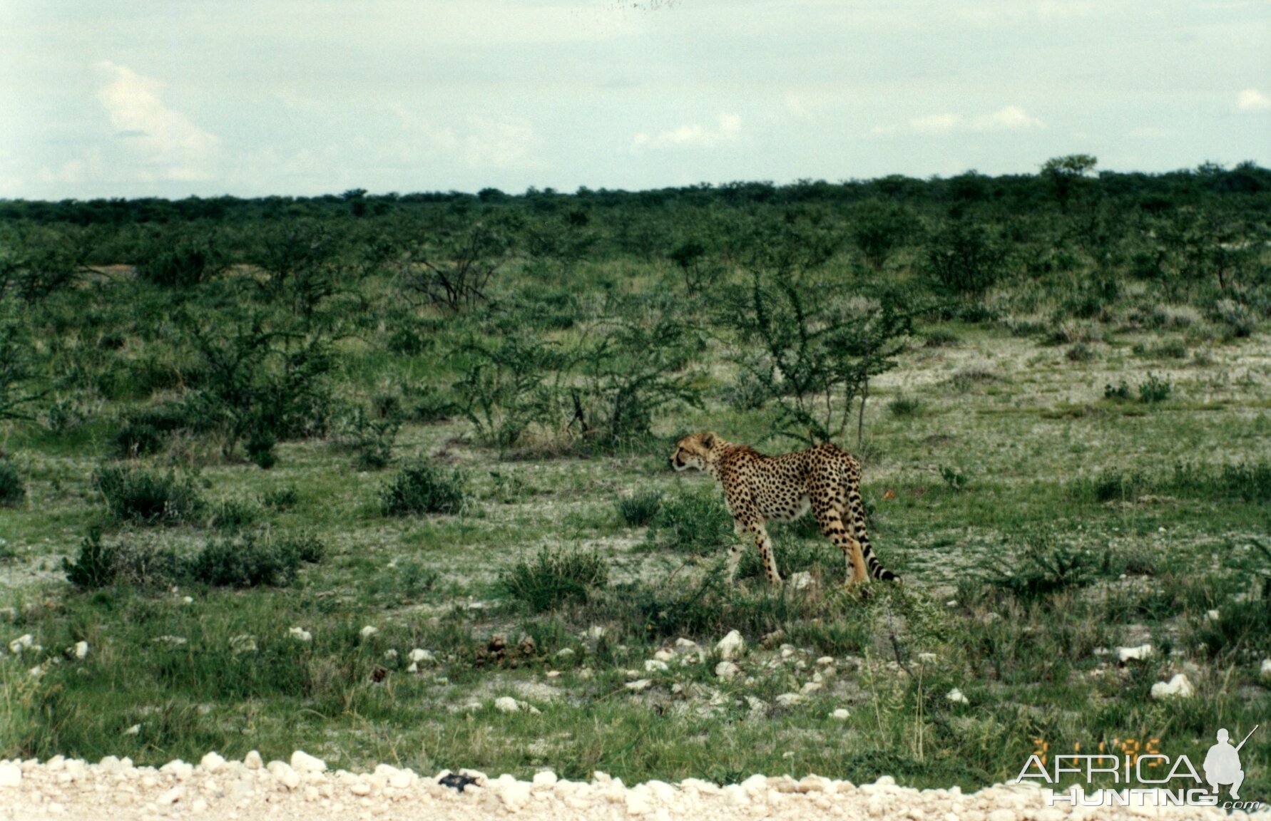 Cheetah at Etosha National Park in Namibia