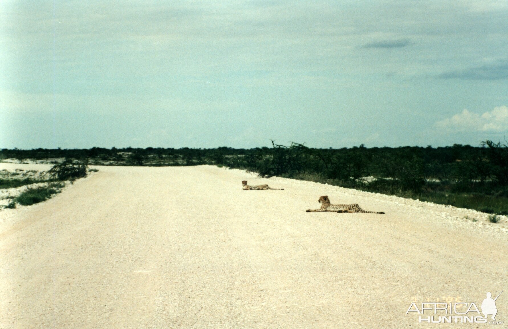 Cheetah at Etosha National Park in Namibia