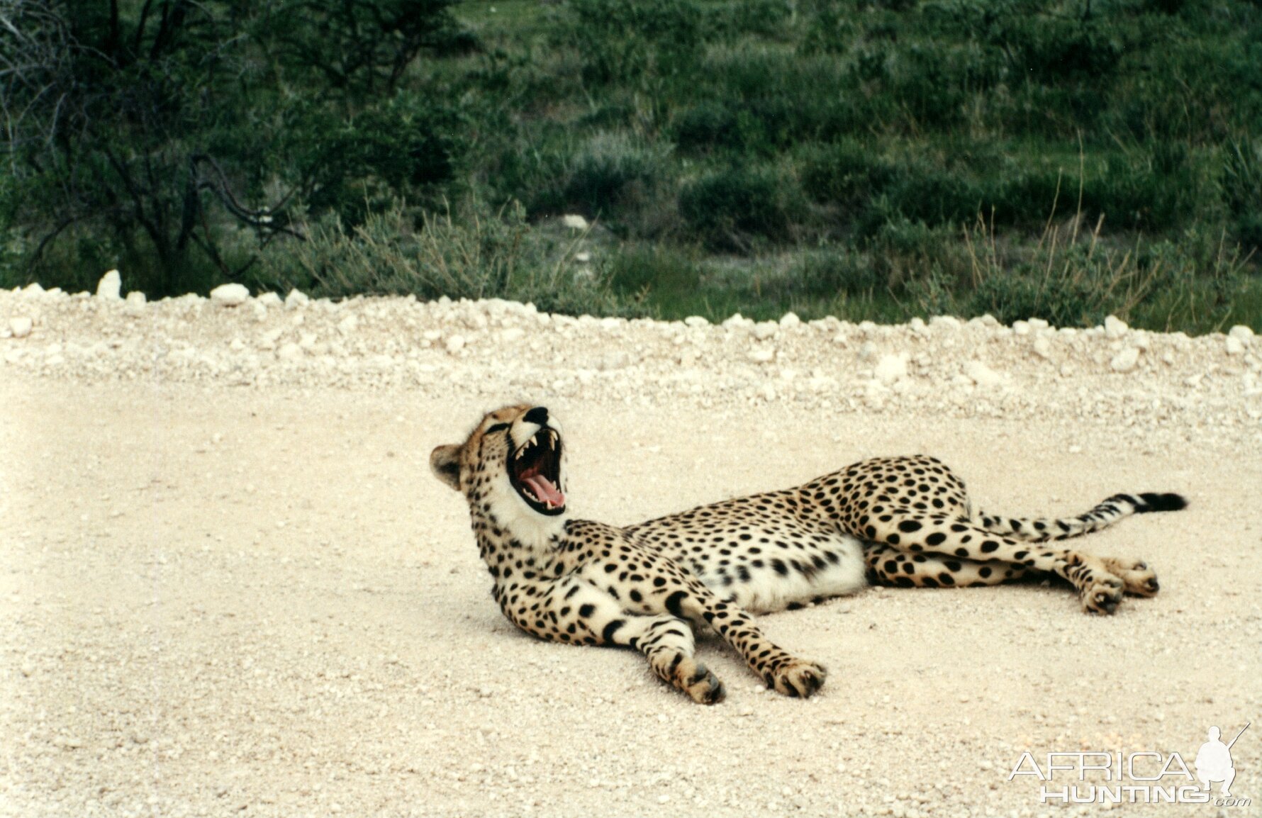 Cheetah at Etosha National Park in Namibia
