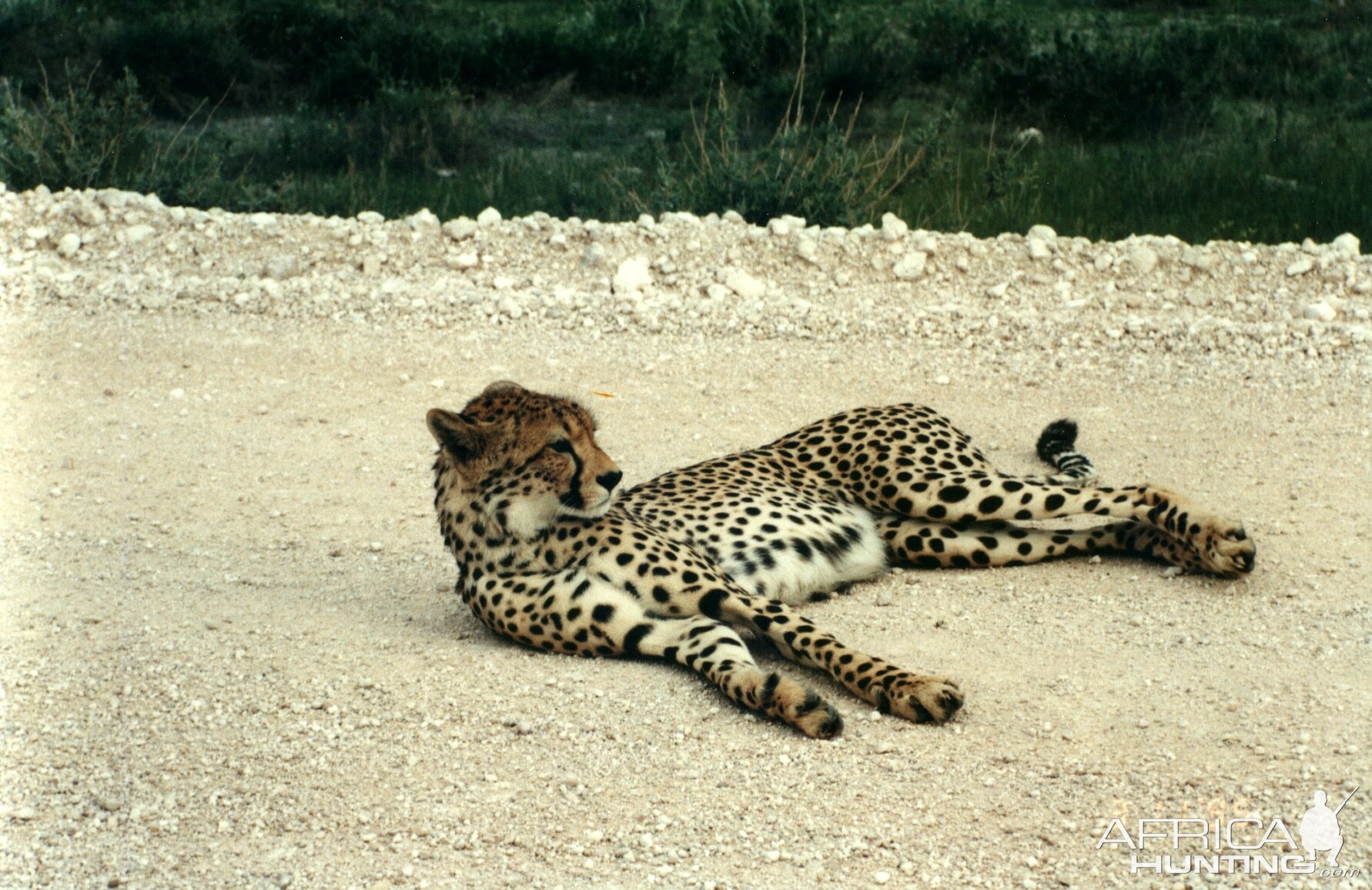 Cheetah at Etosha National Park in Namibia