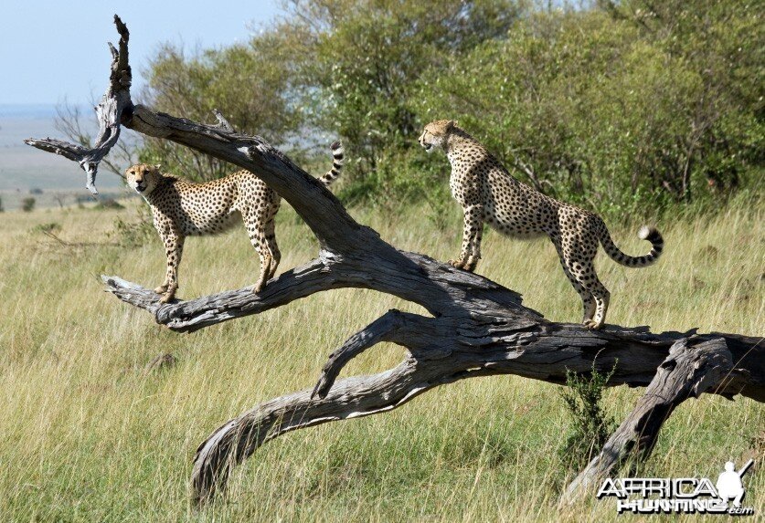 Cheetah at Paly Tree Scouting