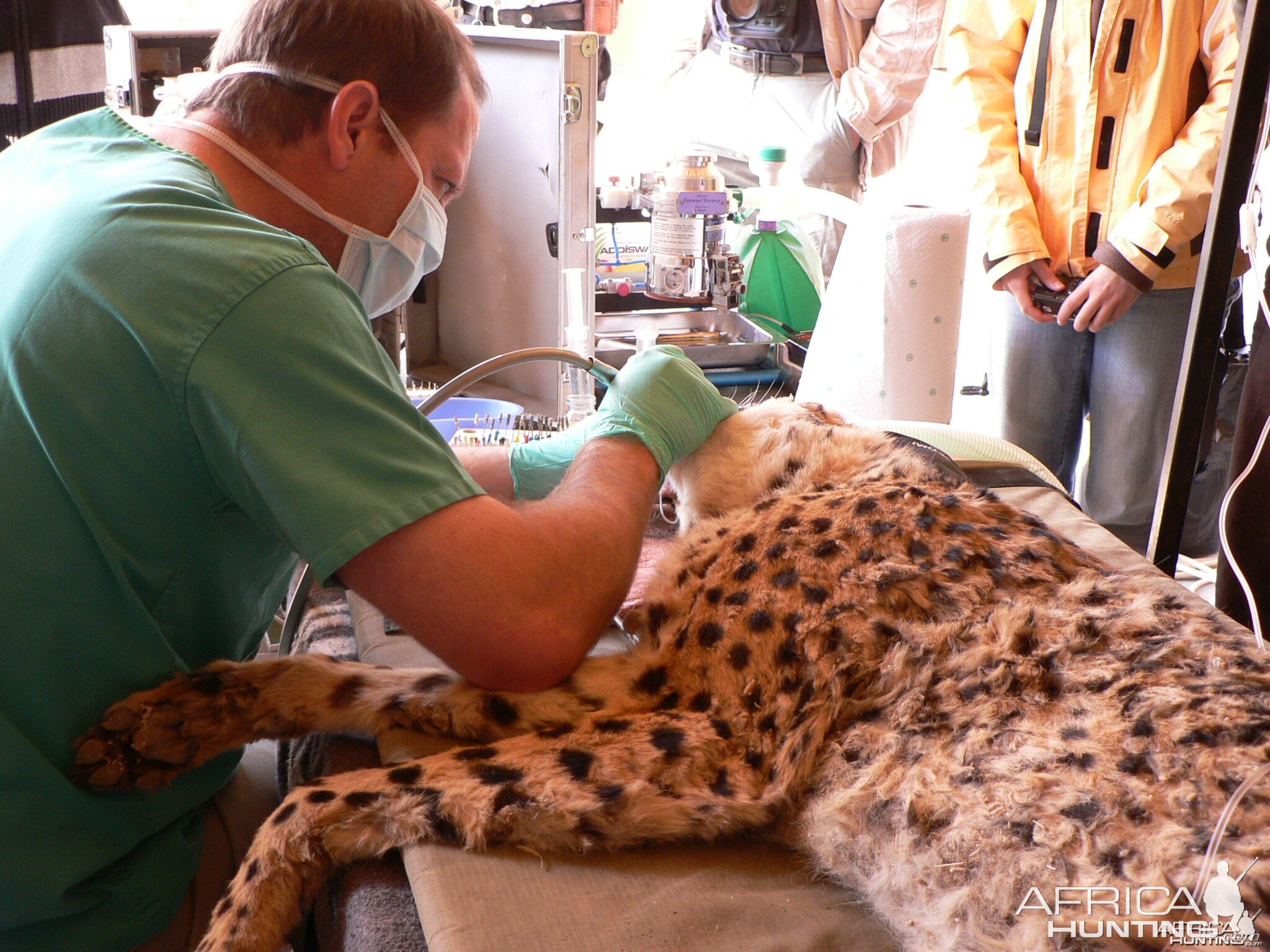 Cheetah at the Cheetah Conservation Fund in Namibia