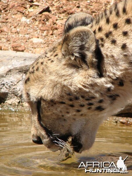 Cheetah Drinking
