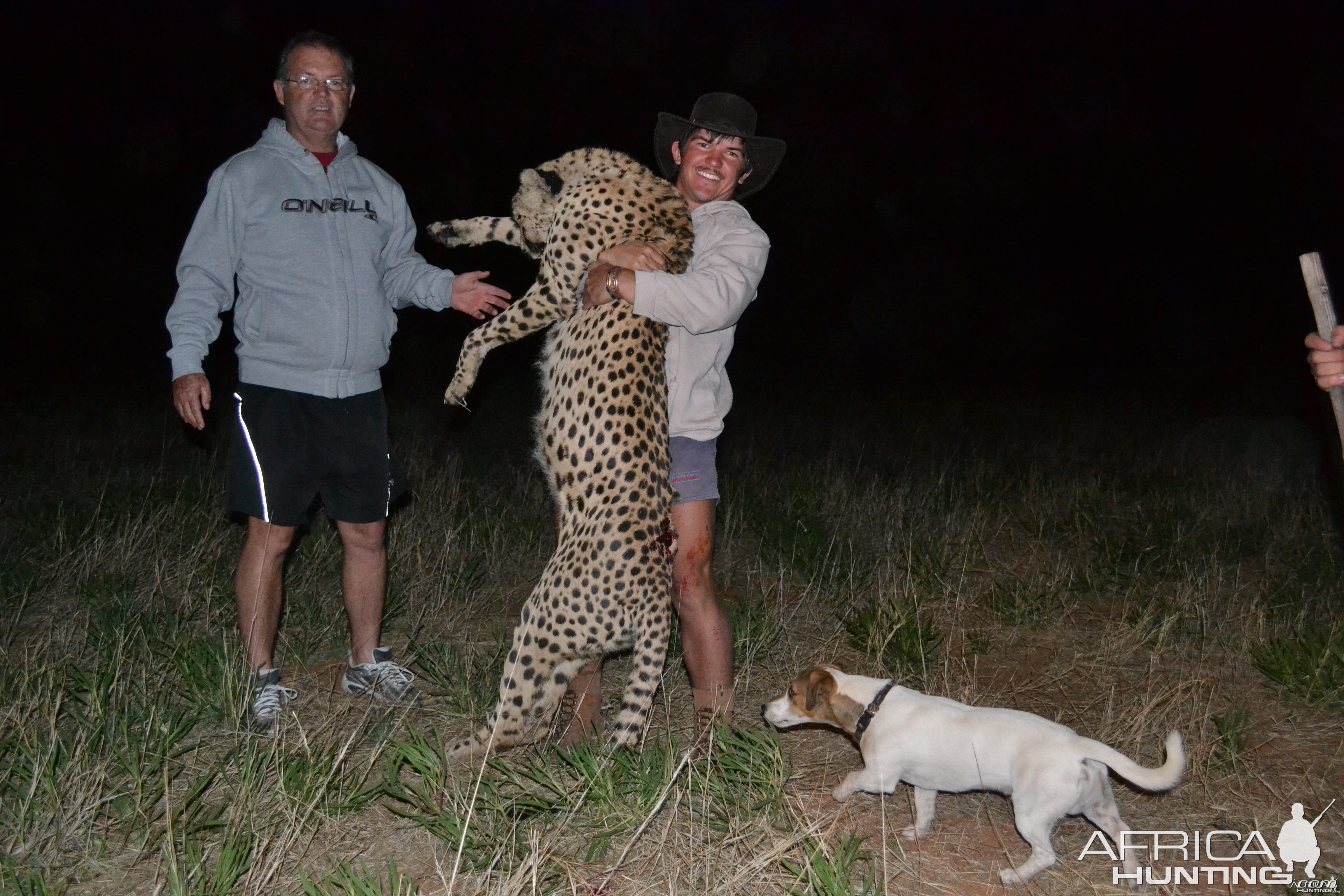 Cheetah Hunt - Namibia