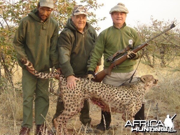 Cheetah hunted at Westfalen Hunting Safaris Namibia
