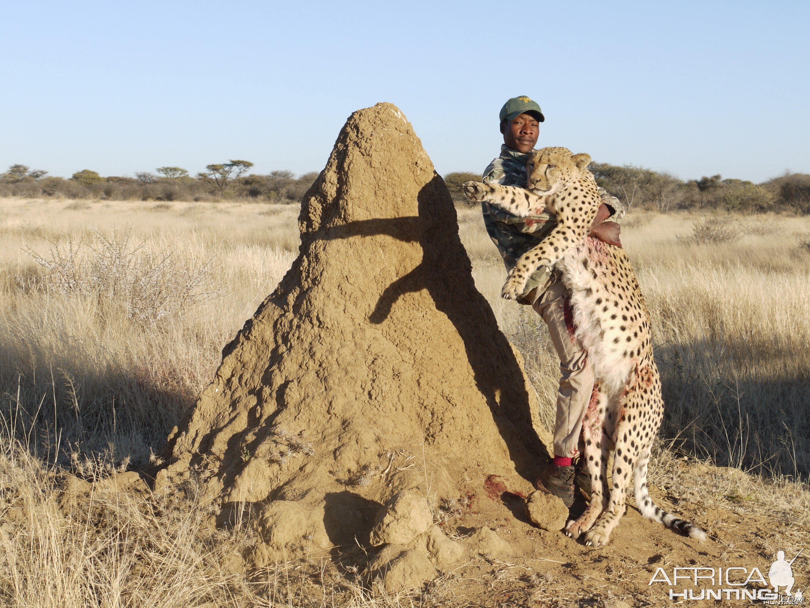 Cheetah hunted with Ozondjahe Hunting Safaris Namibia