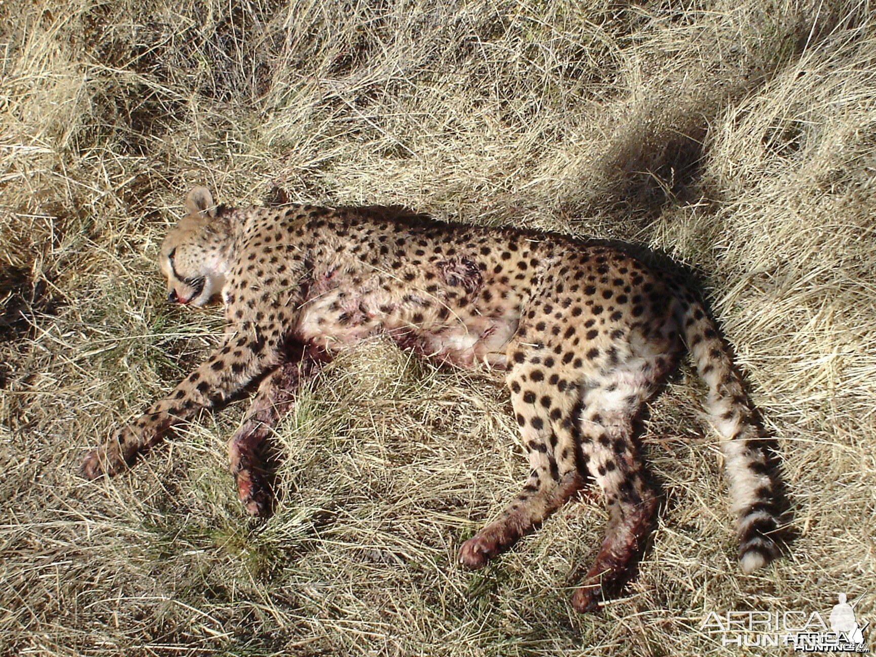 Cheetah Hunting Namibia