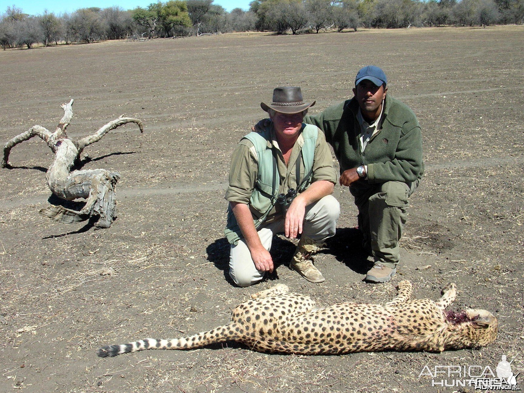 Cheetah Hunting Namibia