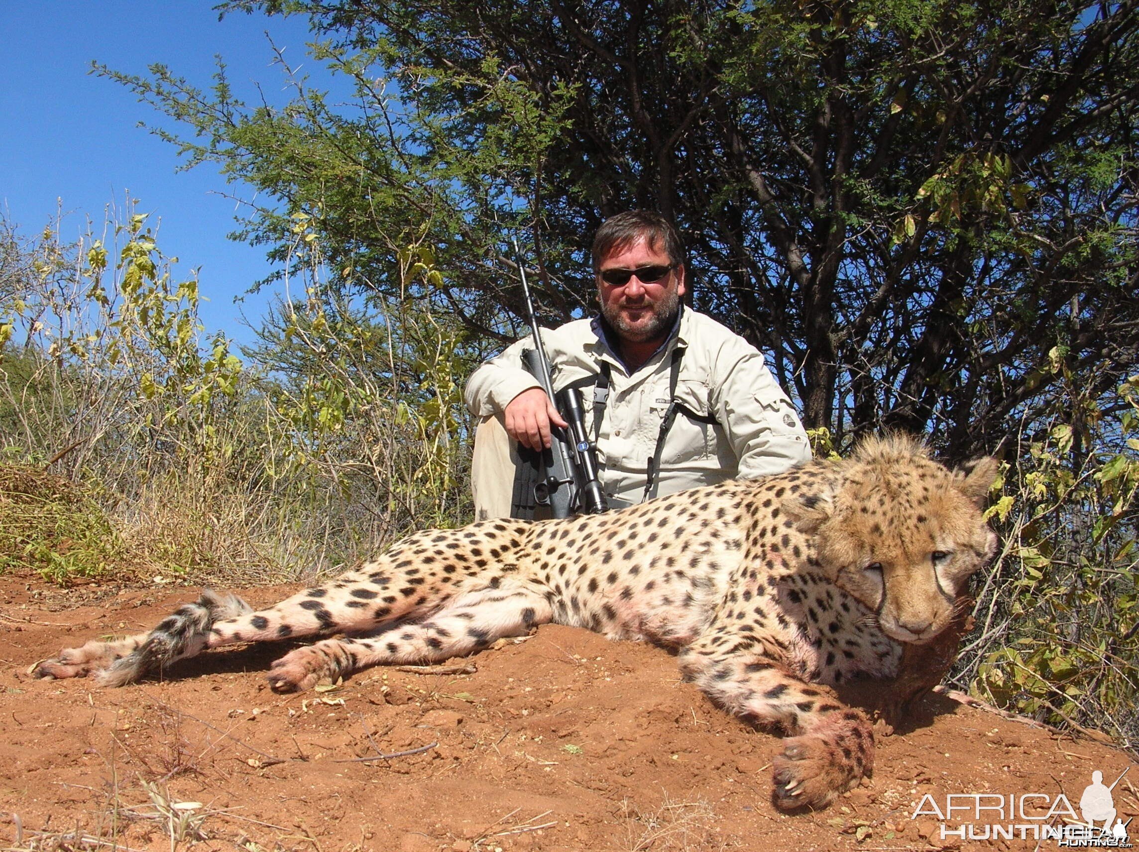 Cheetah Hunting Namibia