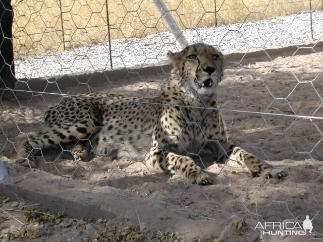 Cheetah in Captivity Namibia