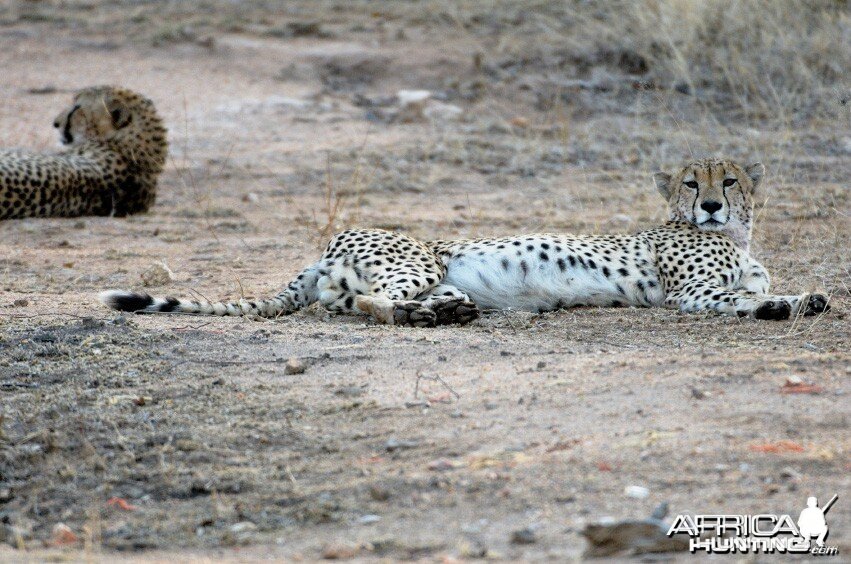 Cheetah Resting