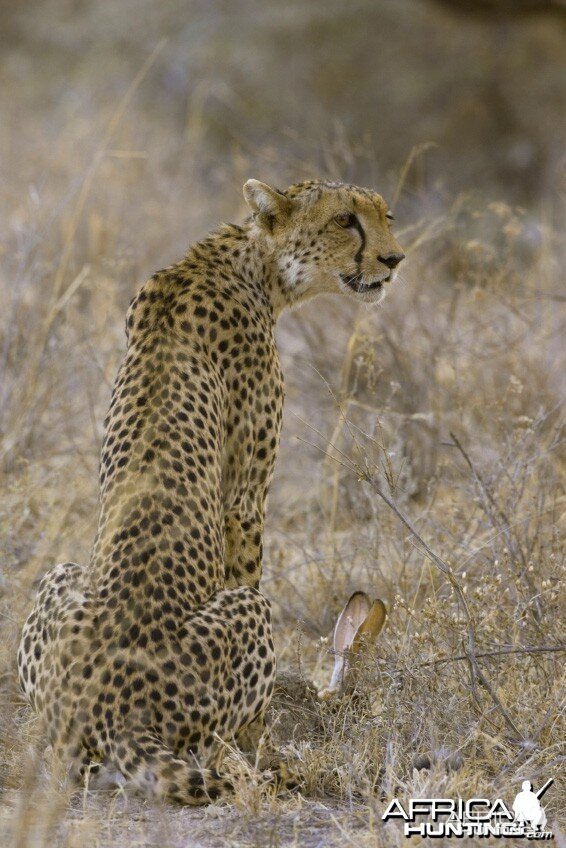 Cheetah Sitting with a Hare