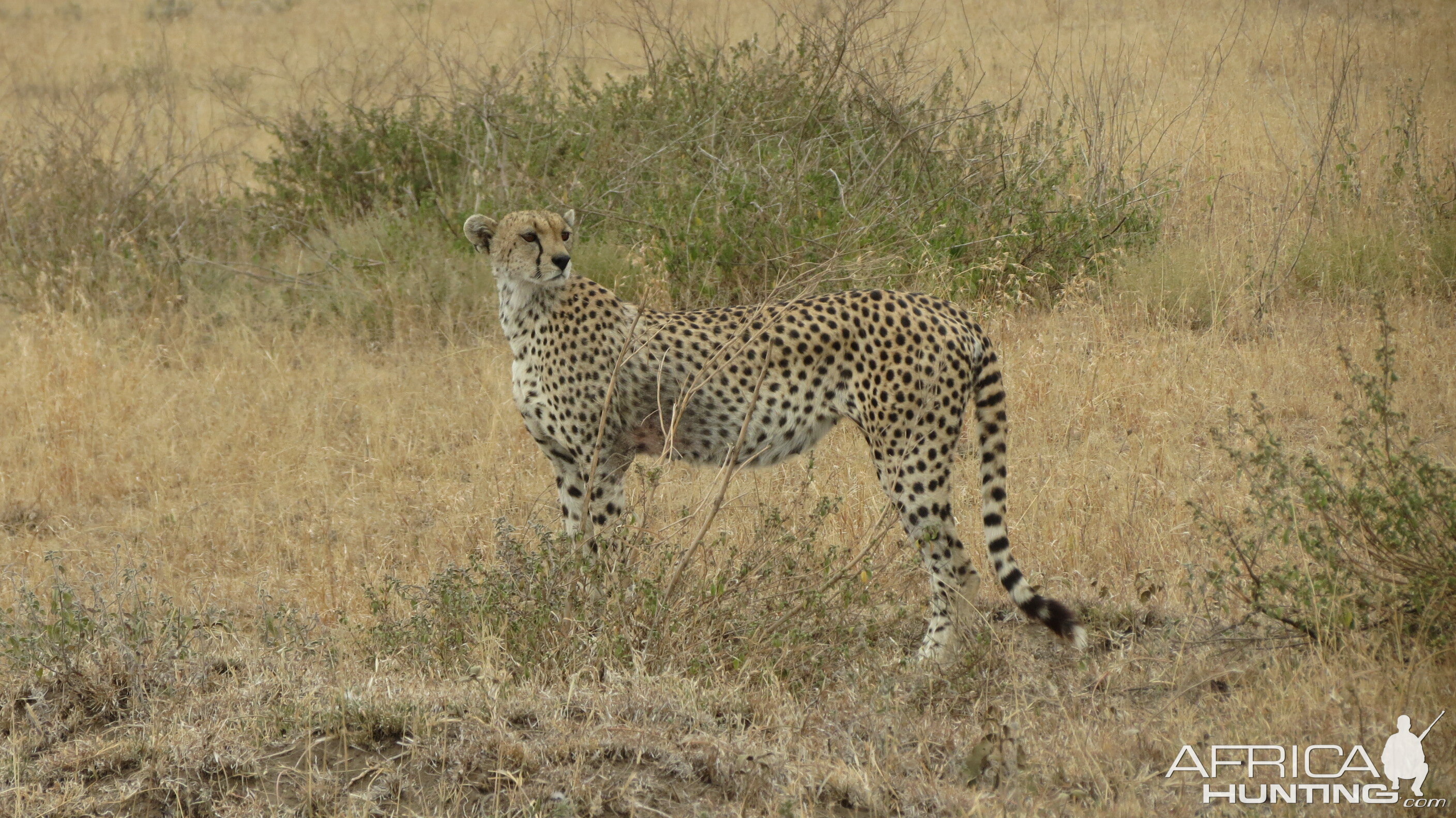 Cheetah Tanzania