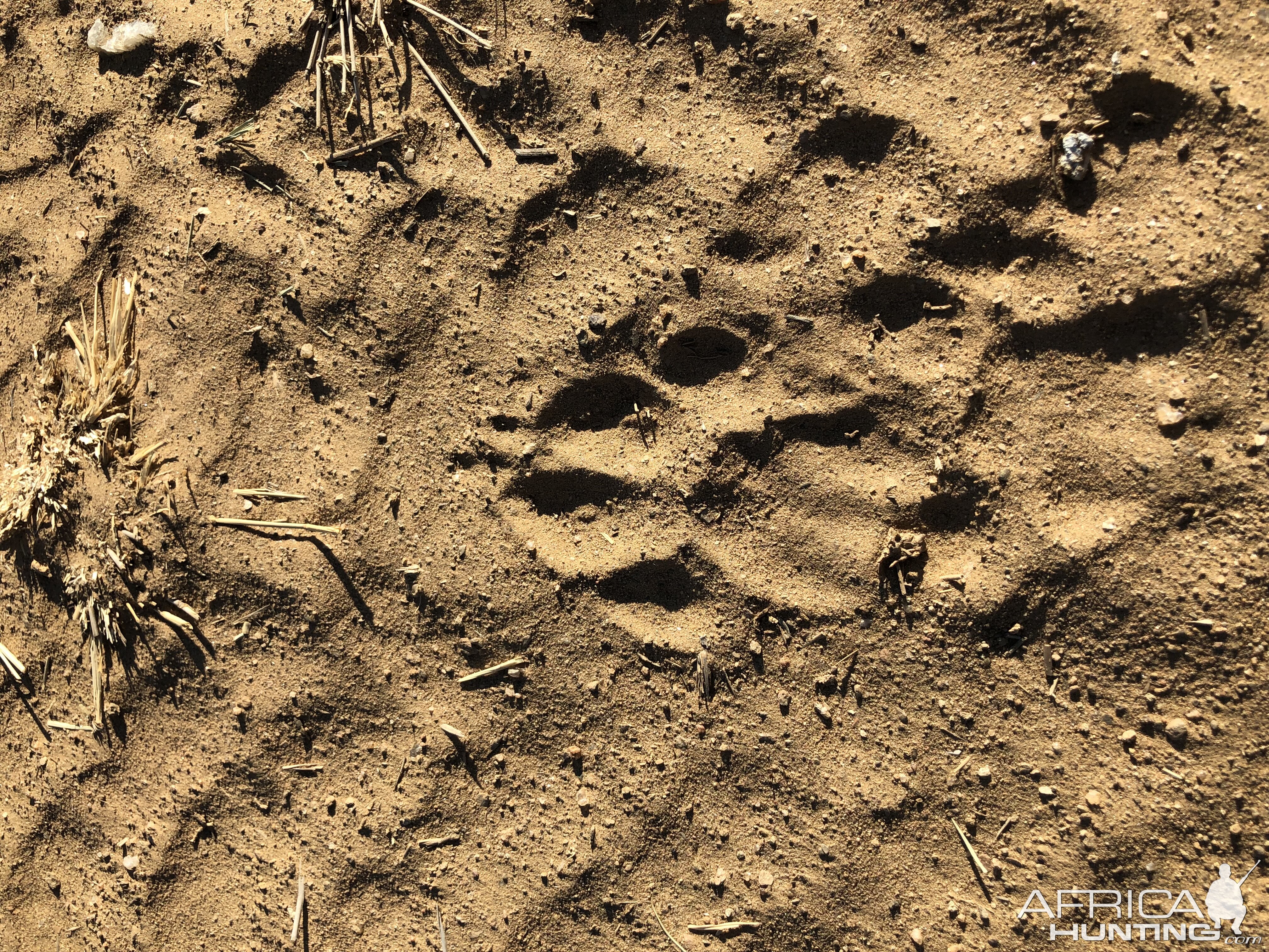 Cheetah Track Namibia