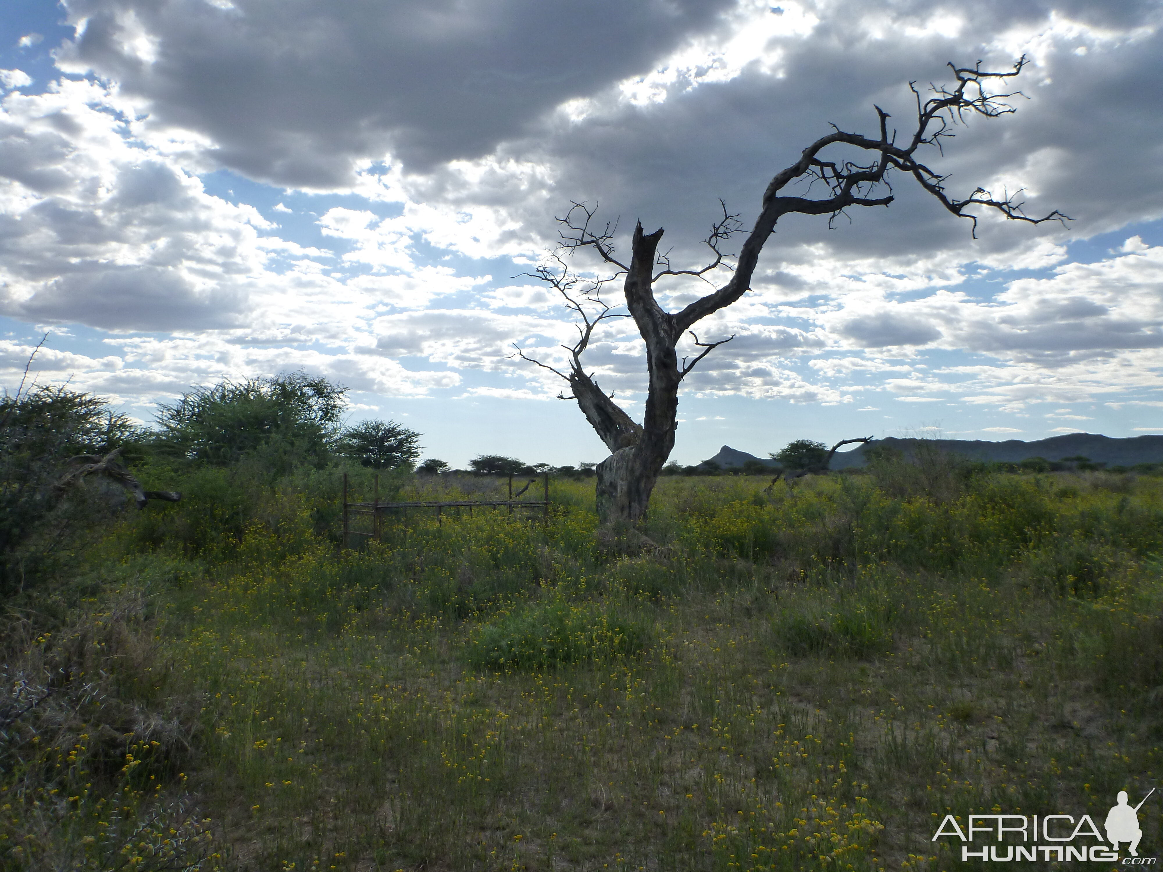 Cheetah trap by a favored play tree Namibia