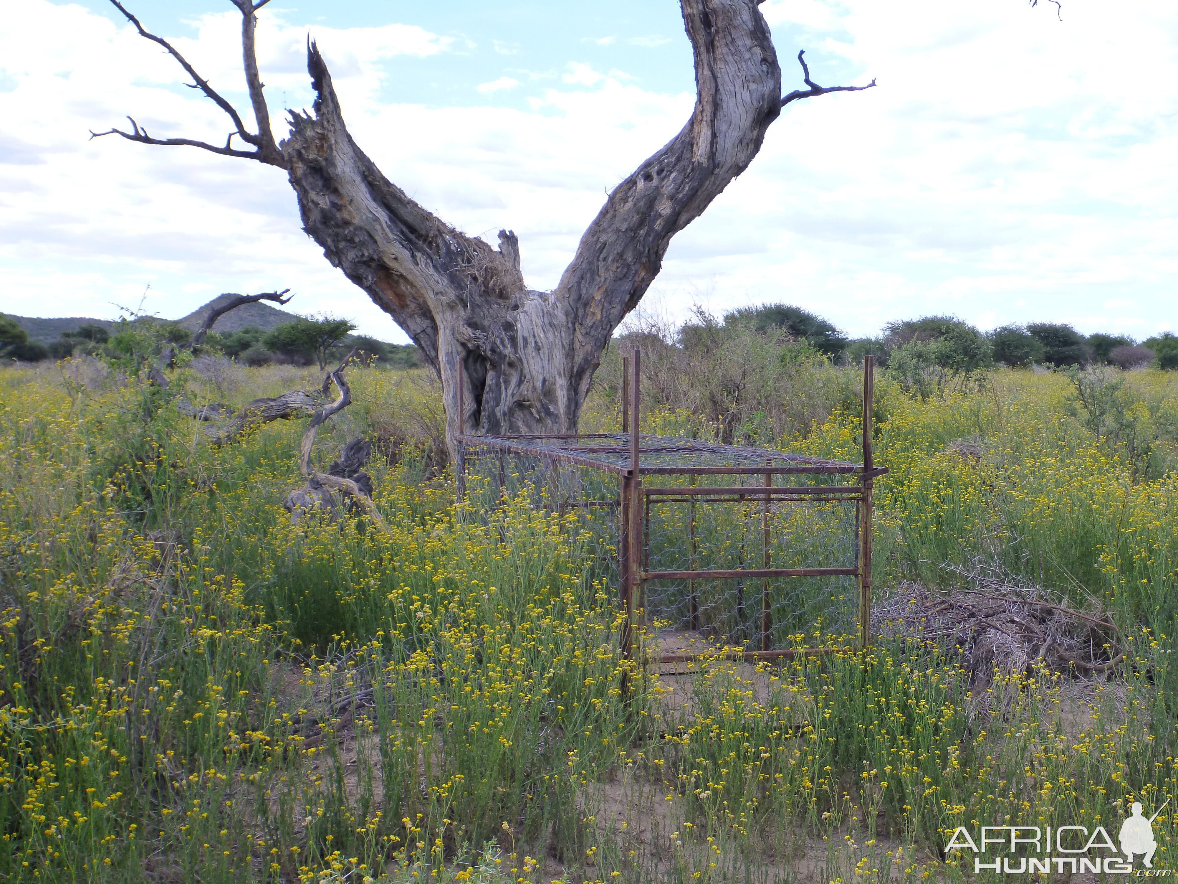 Cheetah trap by a favored play tree Namibia