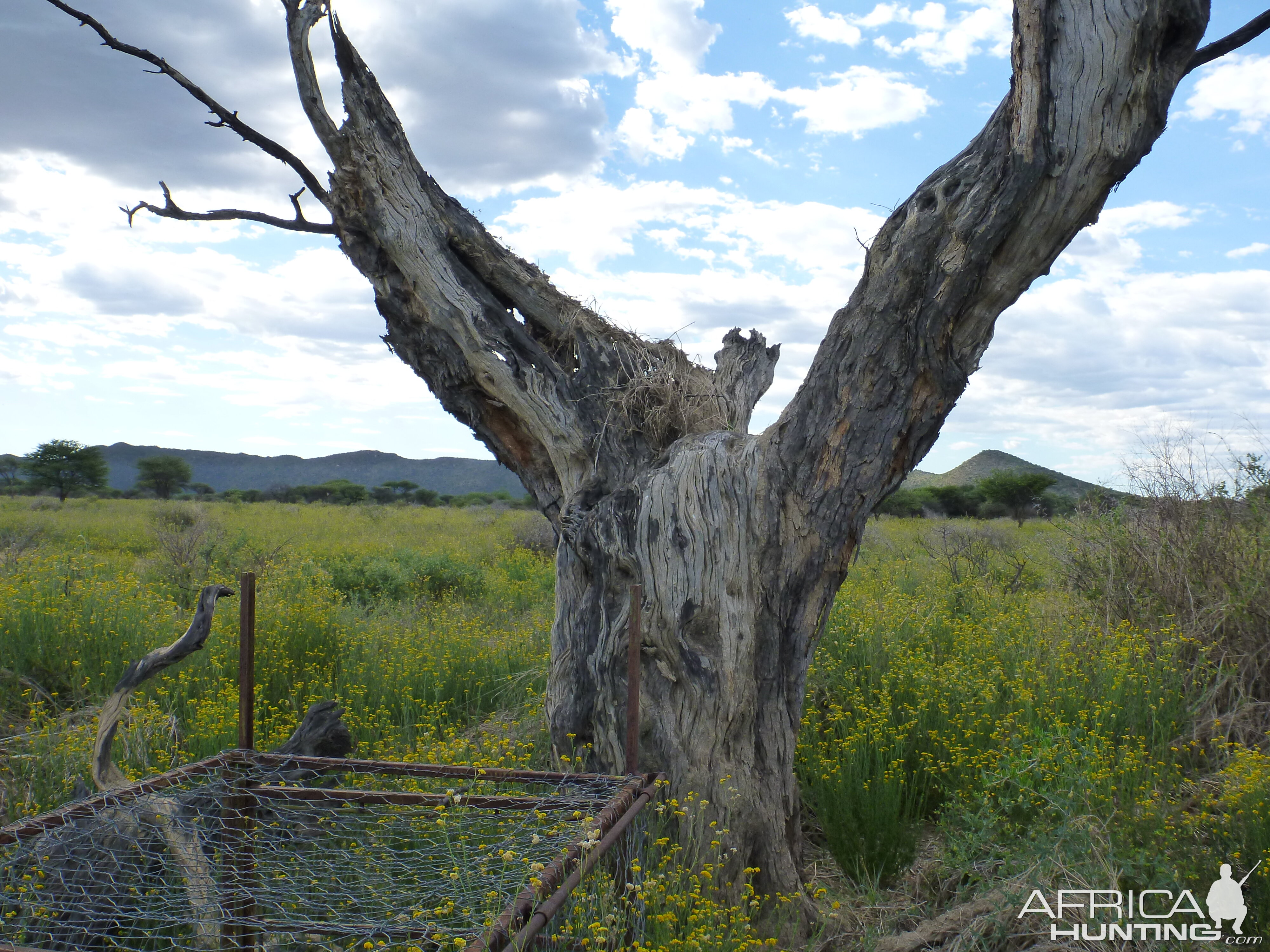 Cheetah trap by a favored play tree Namibia