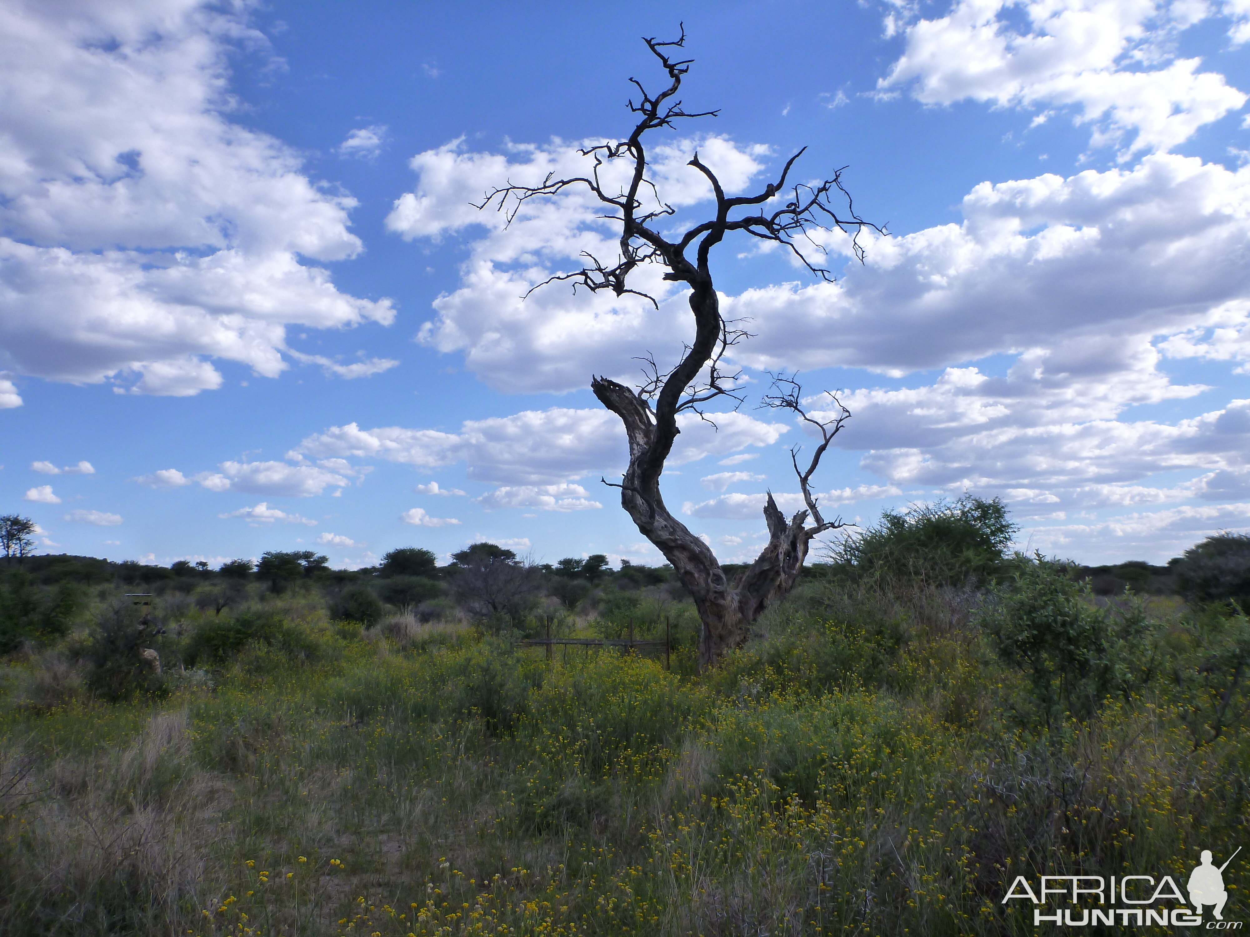 Cheetah trap by a favored play tree Namibia