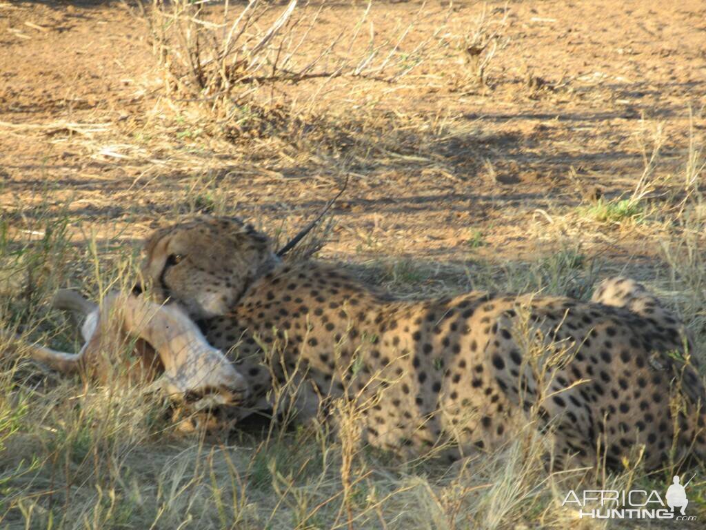 Cheetah with a catch