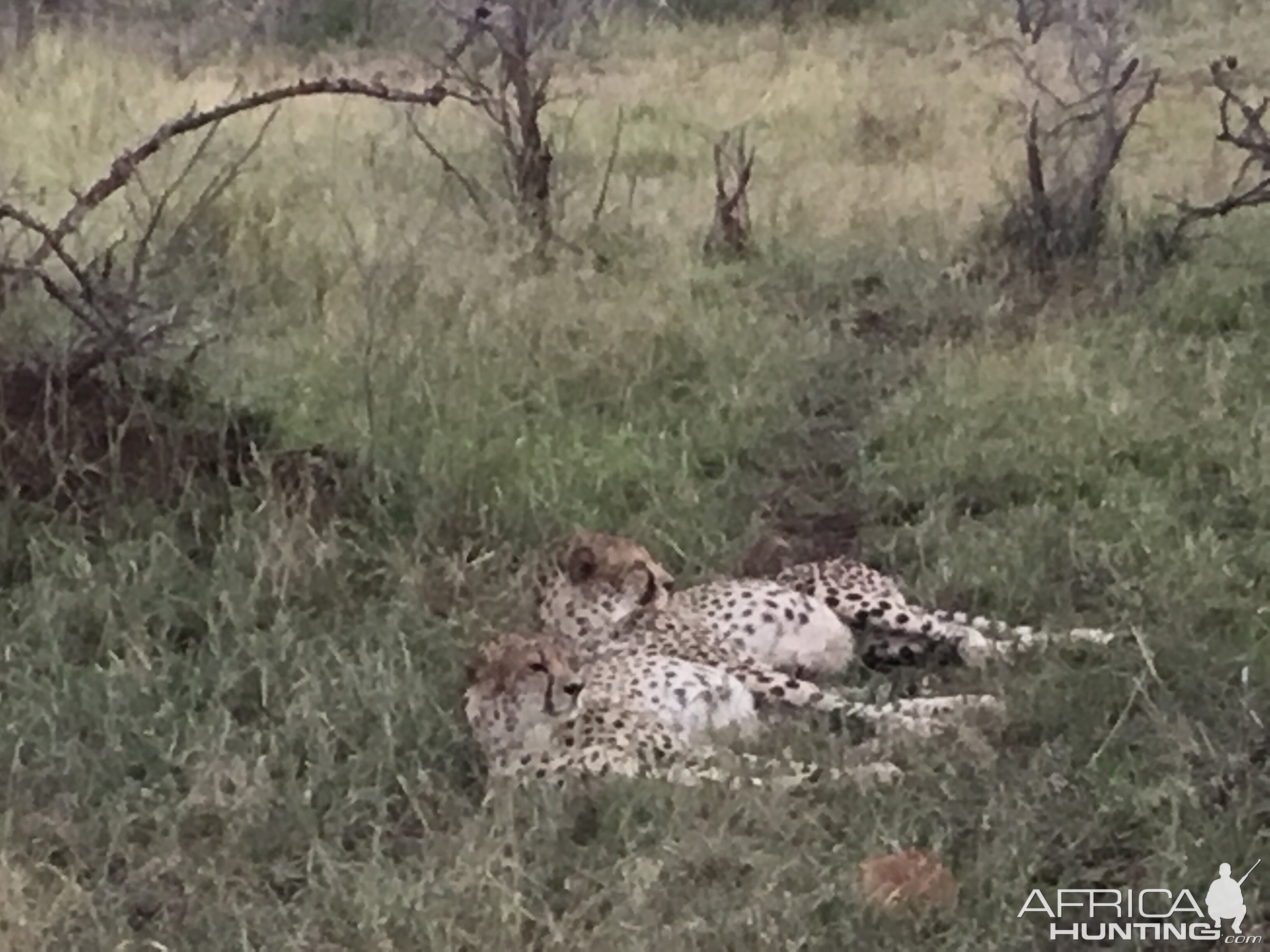Cheetahs taking a nap