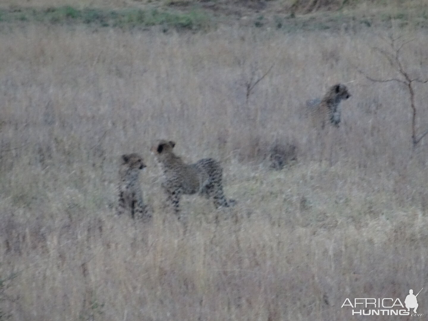 Cheetahs Zimbabwe