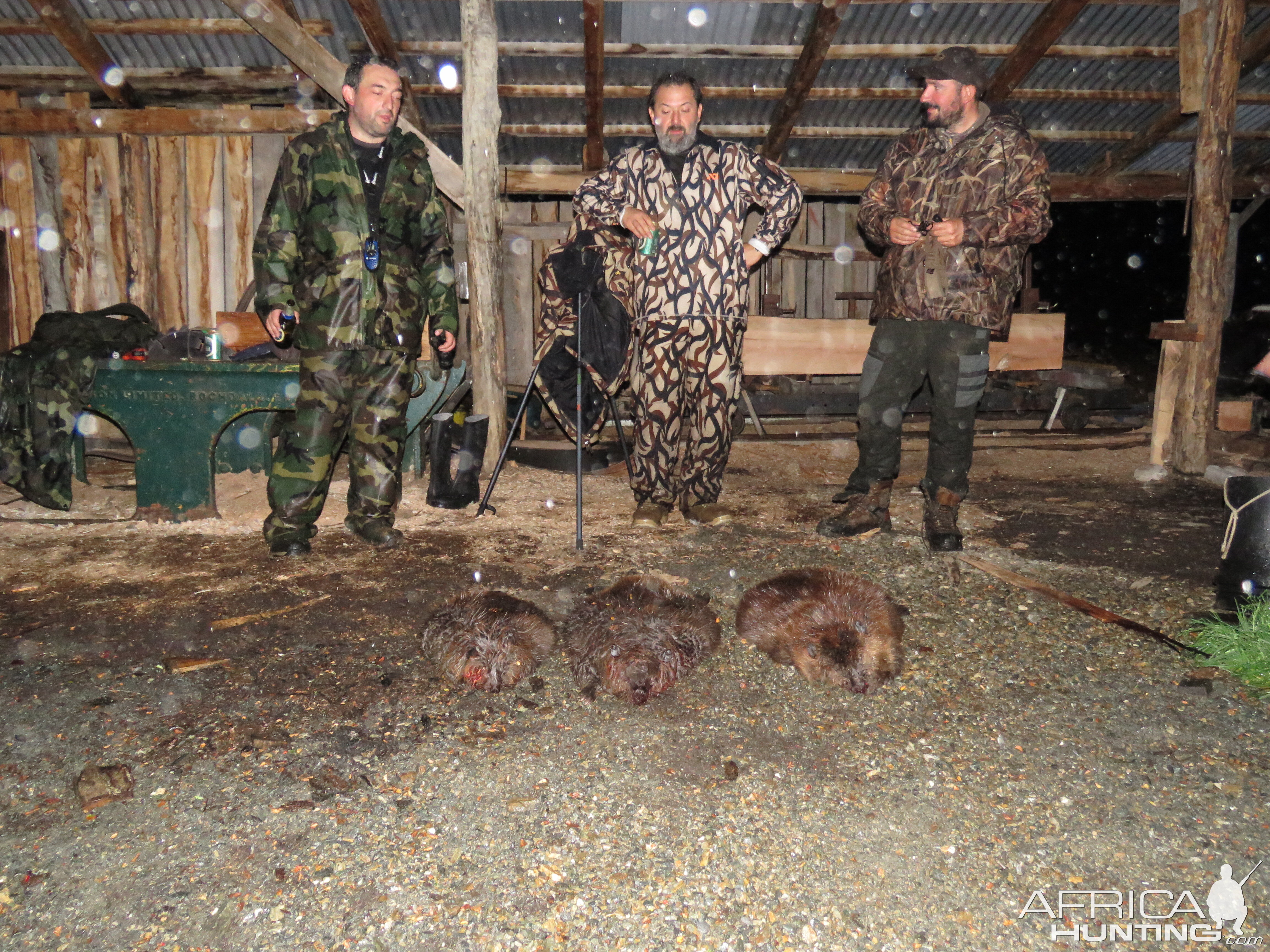 Chile South America Hunt Beaver