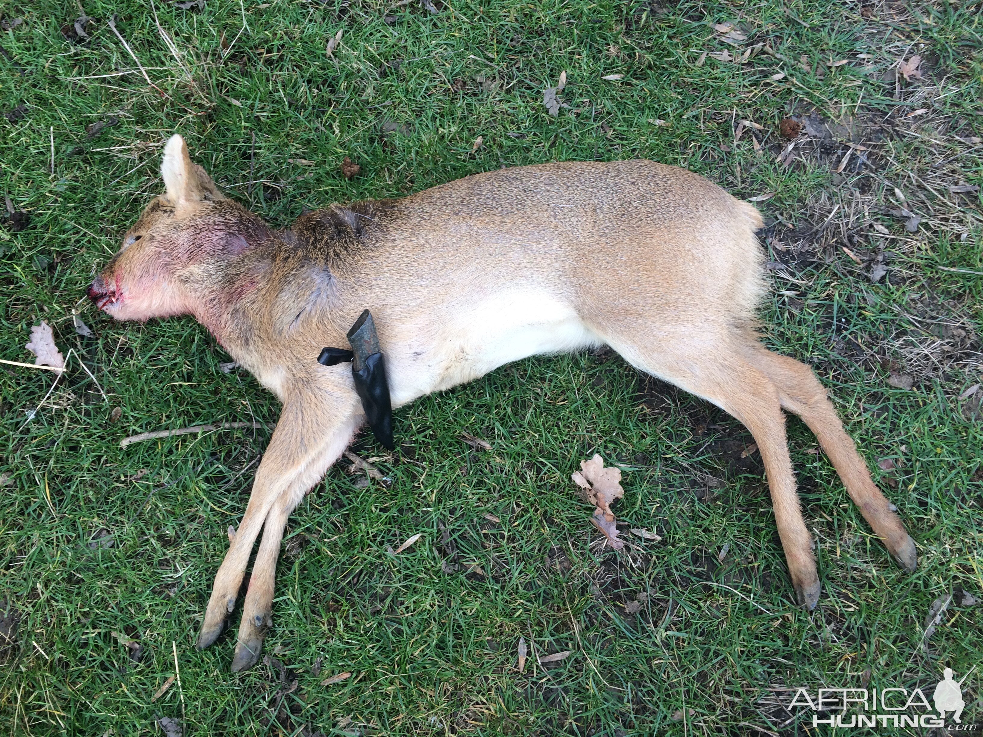 Chinese Water Deer Hunting Europe