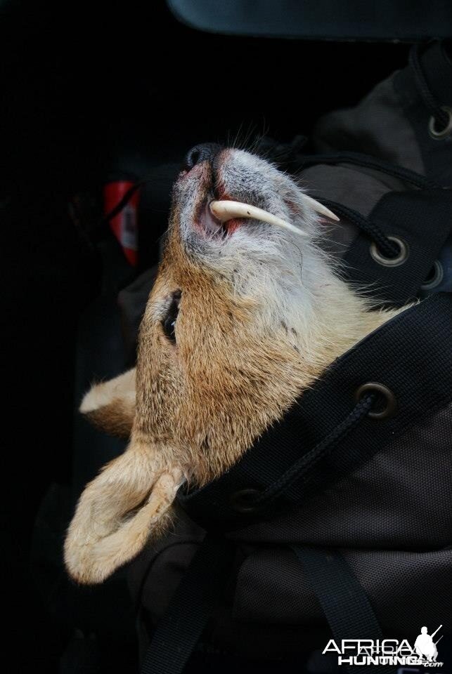 Chinese water deer hunting in England