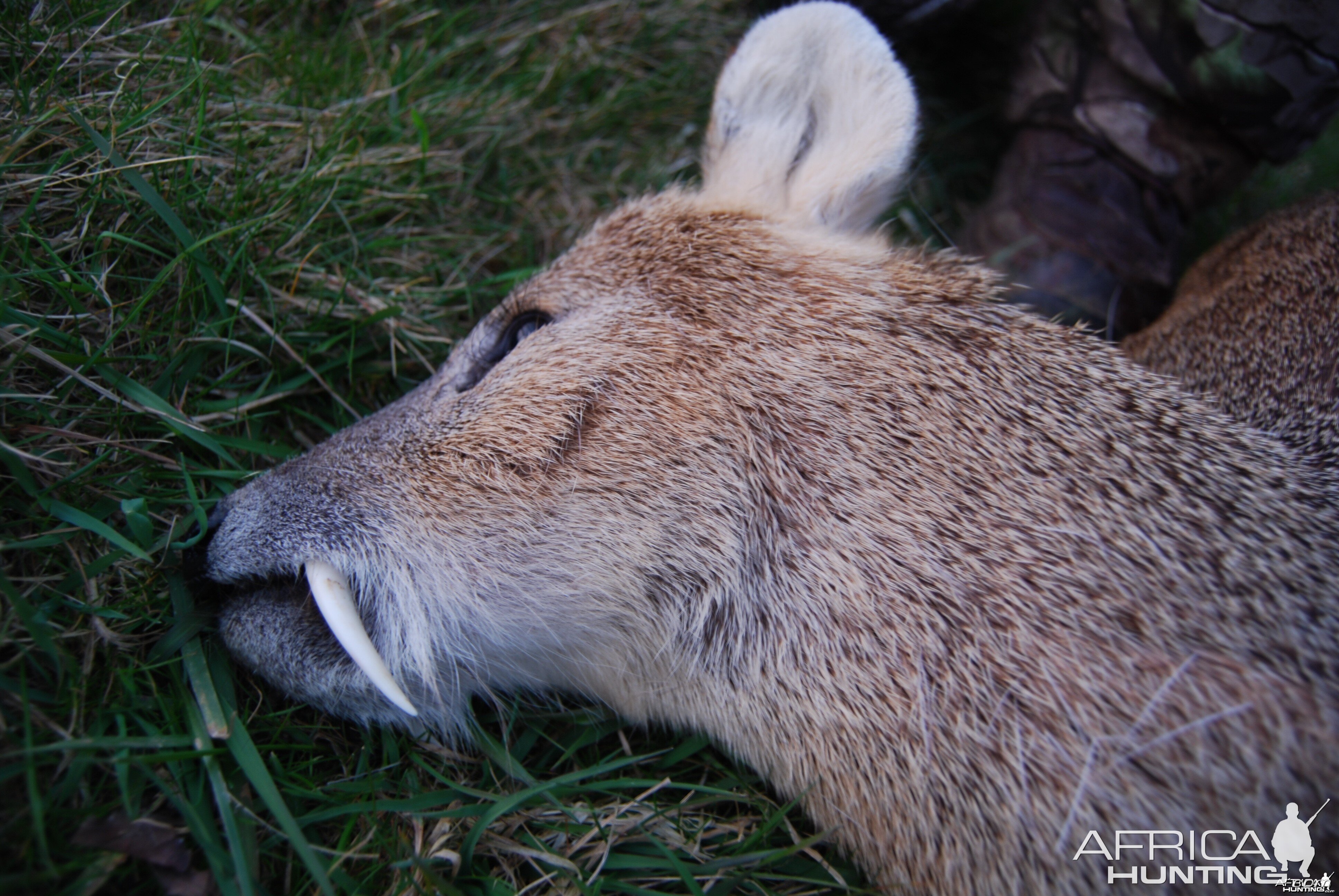 Chinese Water Deer Stalking