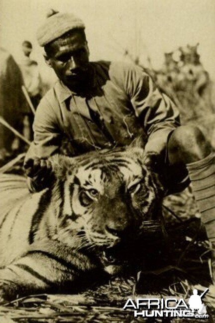 Chowgarh Man-eater Tiger